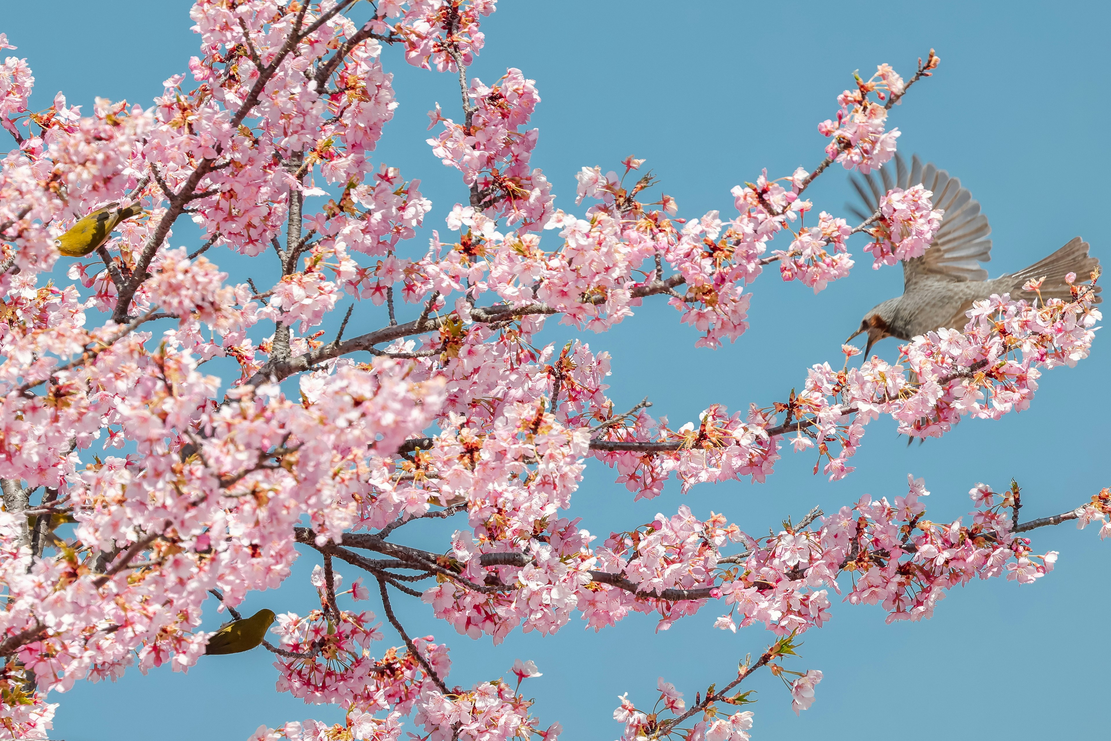 Hermosa escena de flores de cerezo con pájaros volando contra un cielo azul