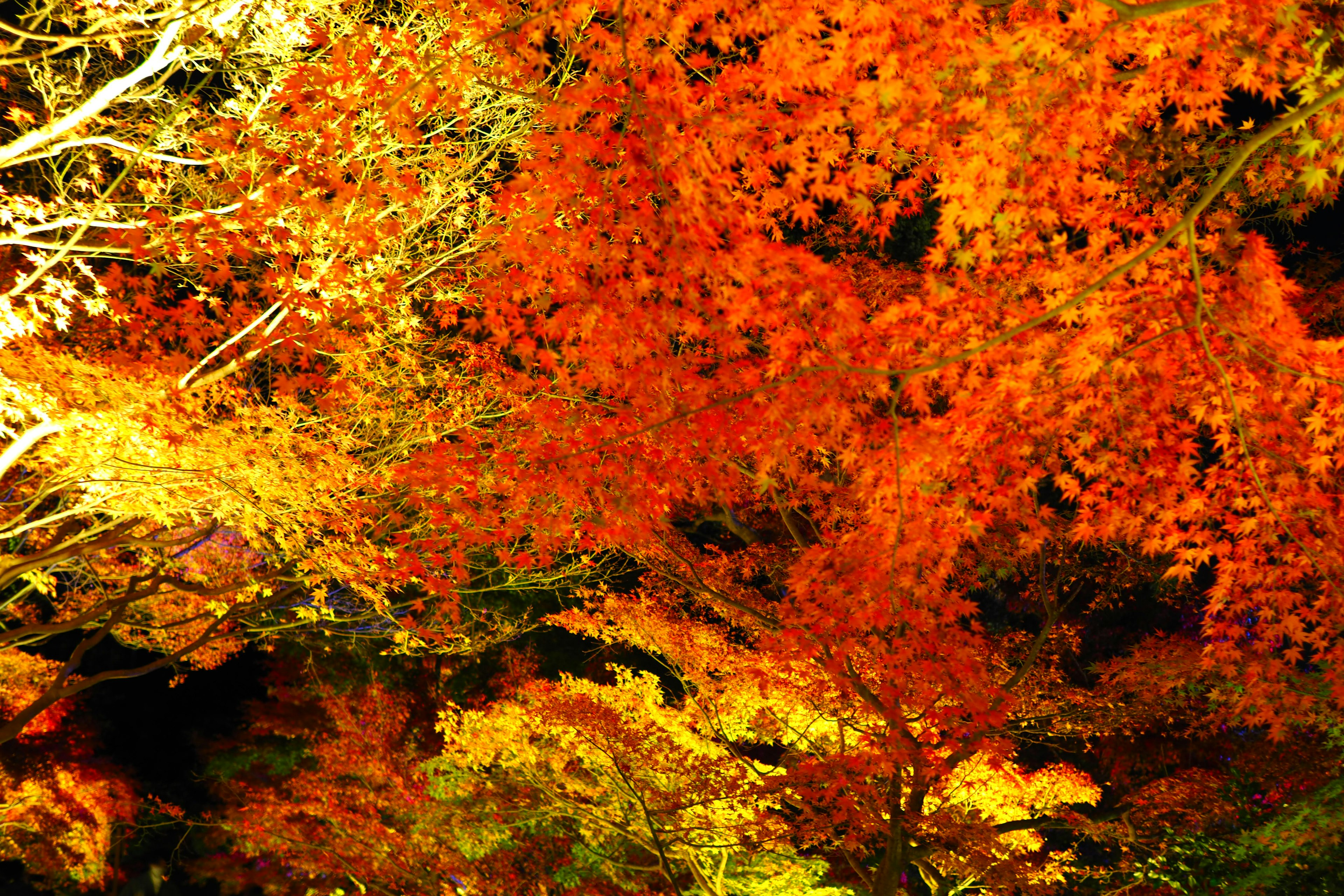 Lebendige orange und gelbe Herbstblätter in einer malerischen Landschaft