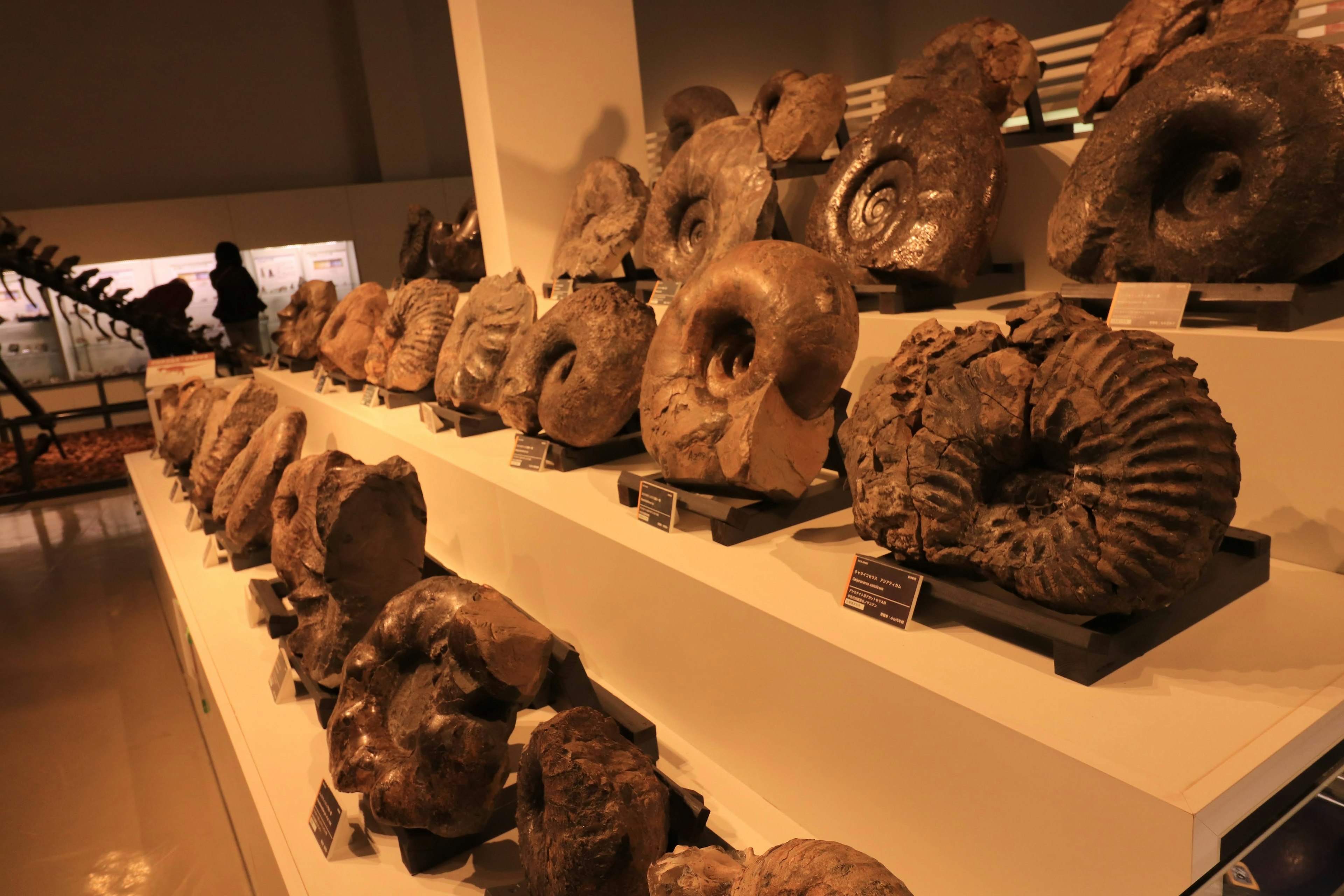 Interior of a museum displaying various fossil specimens