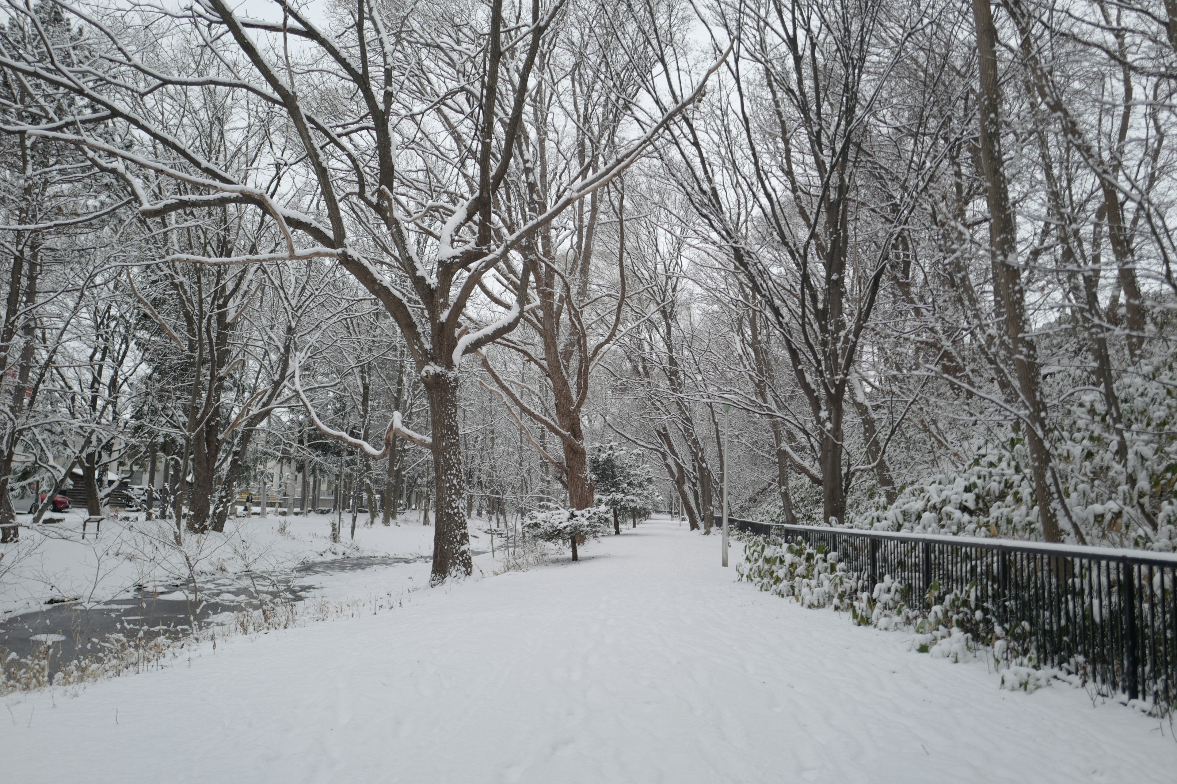 Escena invernal con árboles cubiertos de nieve y sendero