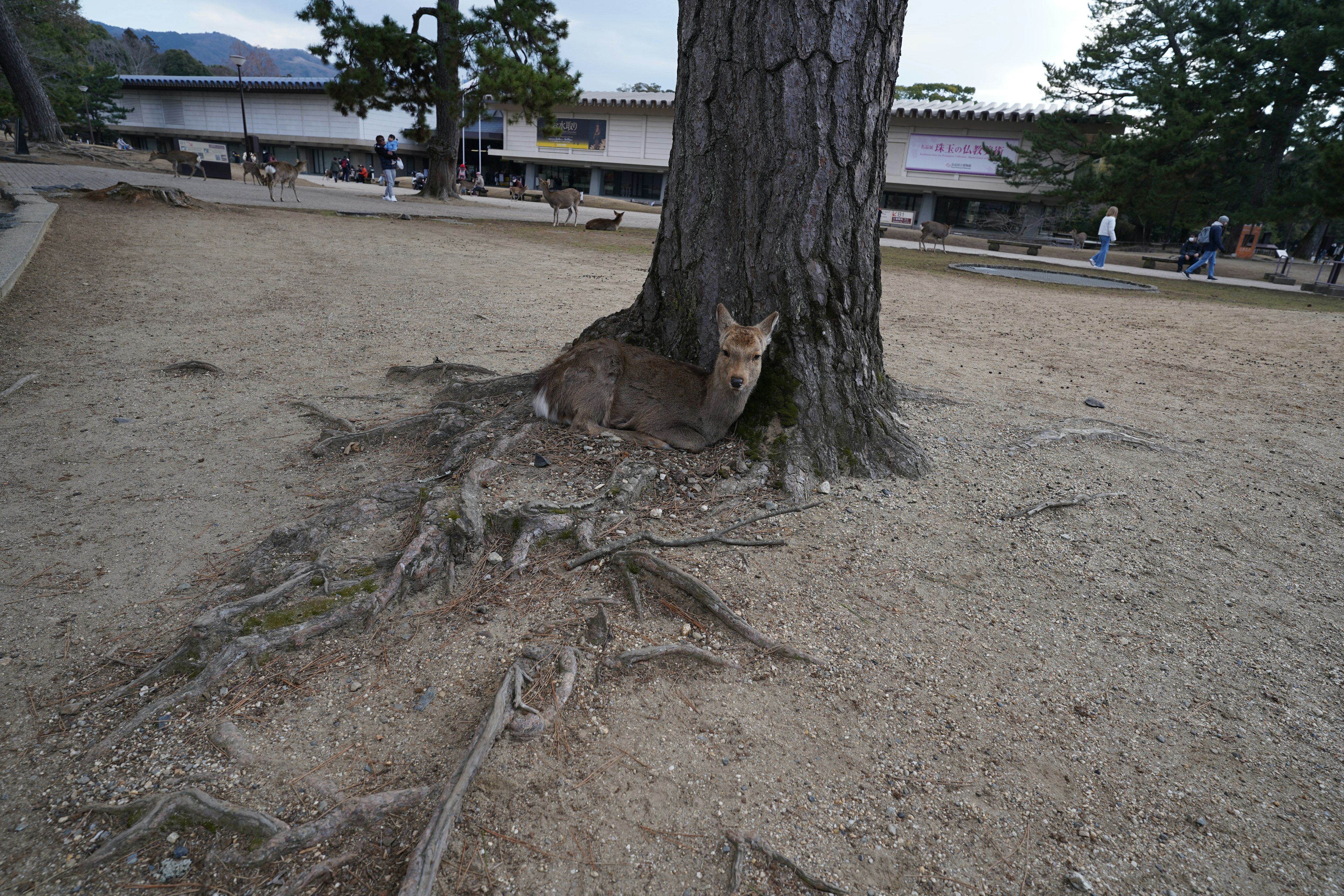 Un cervo seduto alla base di un albero con radici visibili e paesaggio circostante