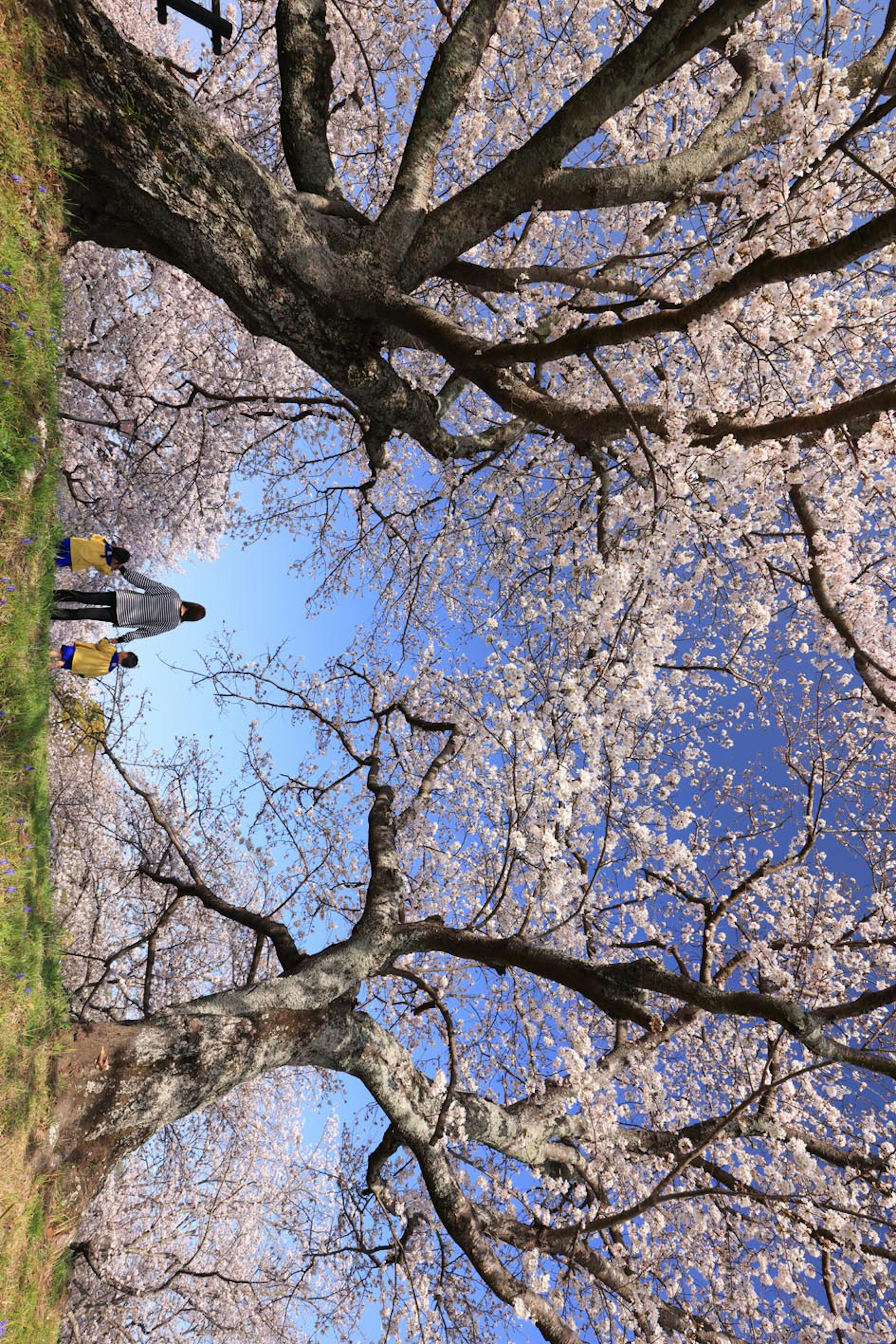 Pohon sakura mekar penuh di bawah langit biru dengan orang-orang di dekatnya