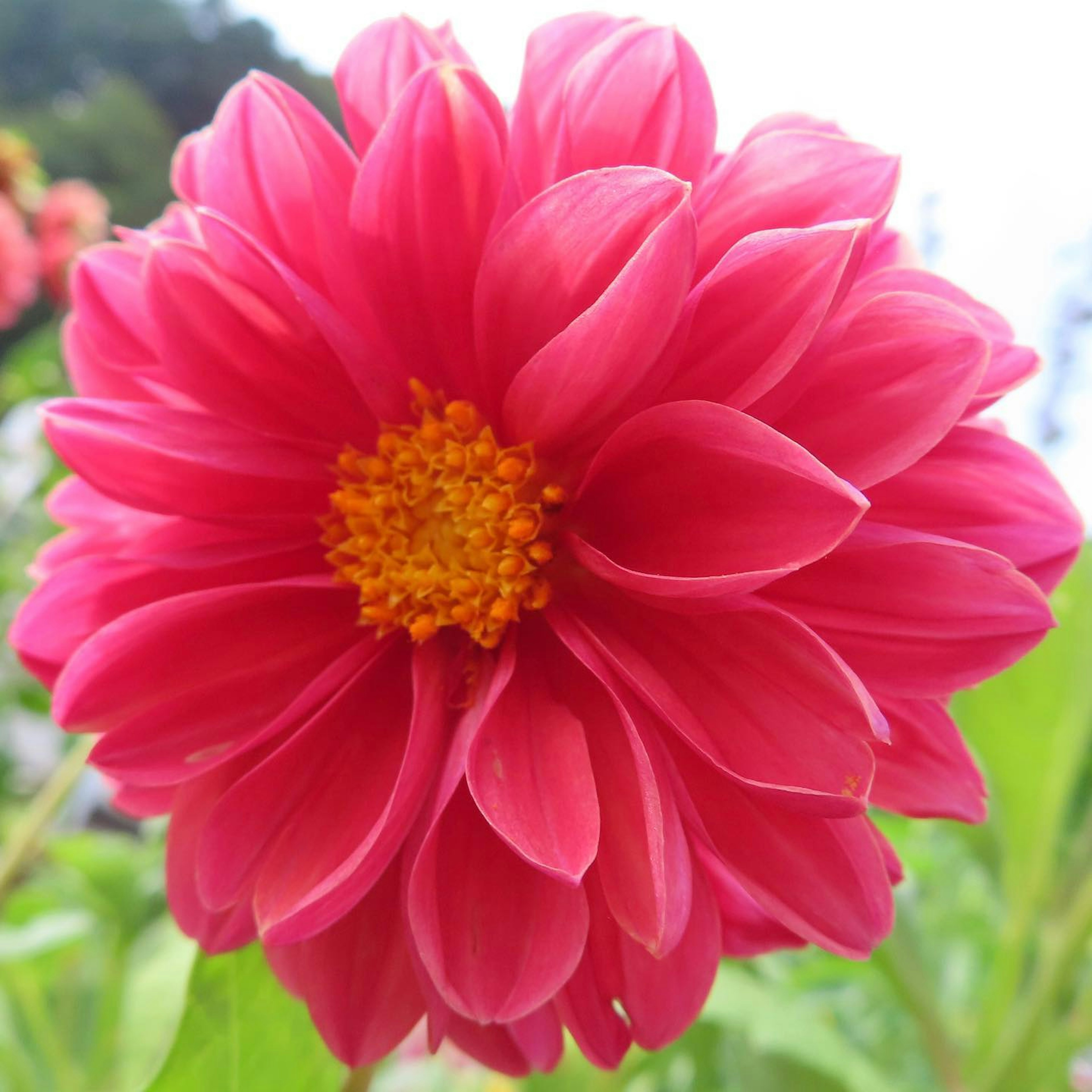 Flor de dalia rosa vibrante en plena floración con hojas verdes al fondo