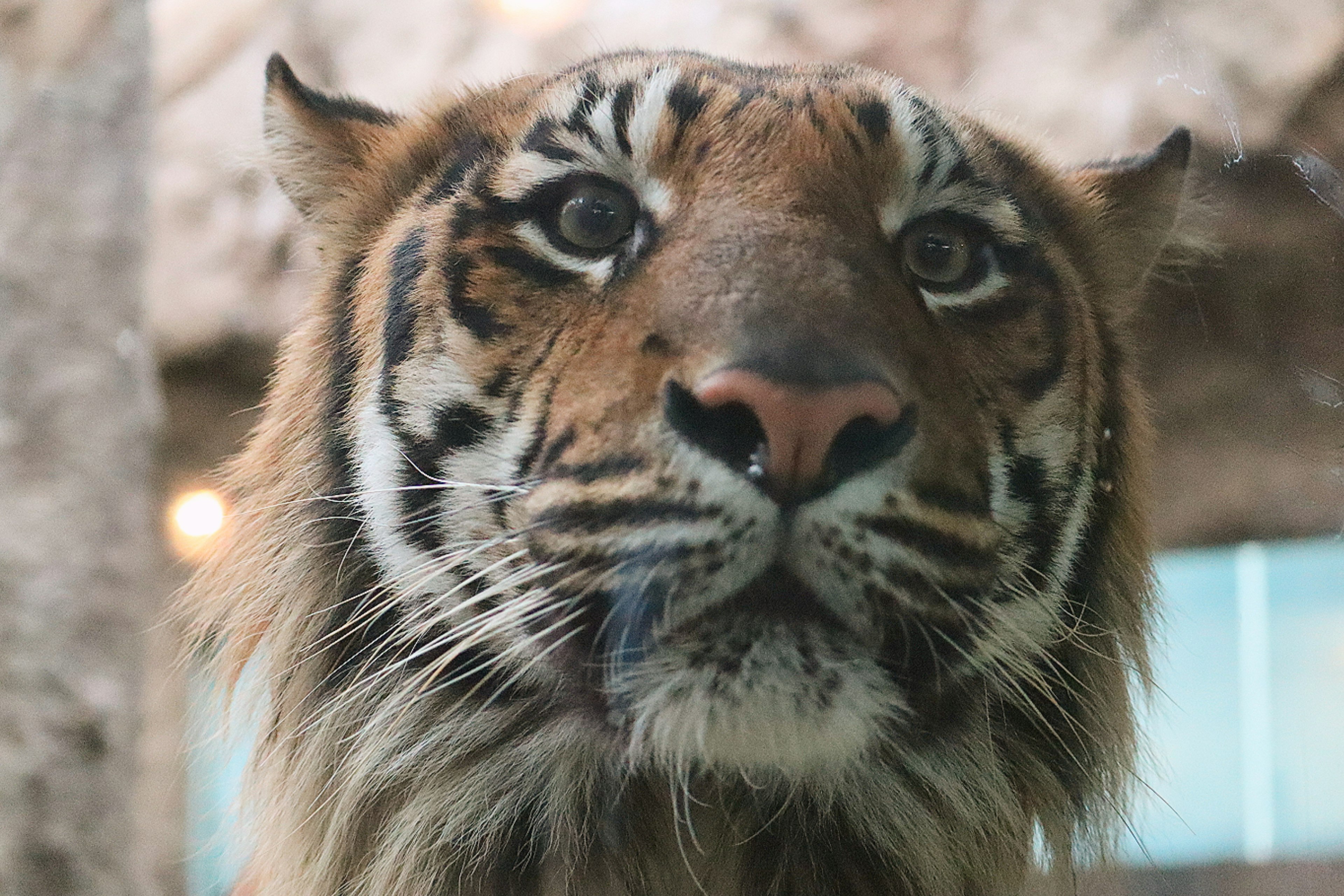 Close-up of a majestic tiger face highlighting fur stripes and expressive eyes