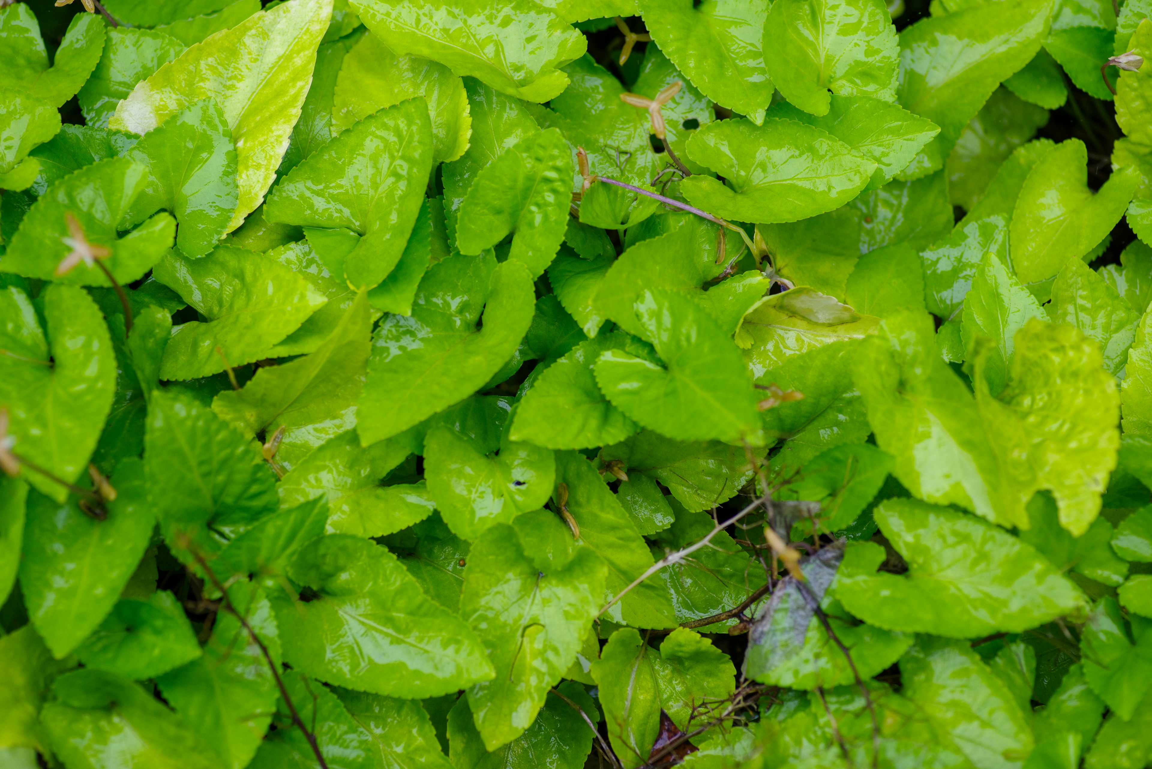 Dense background of vibrant green leaves