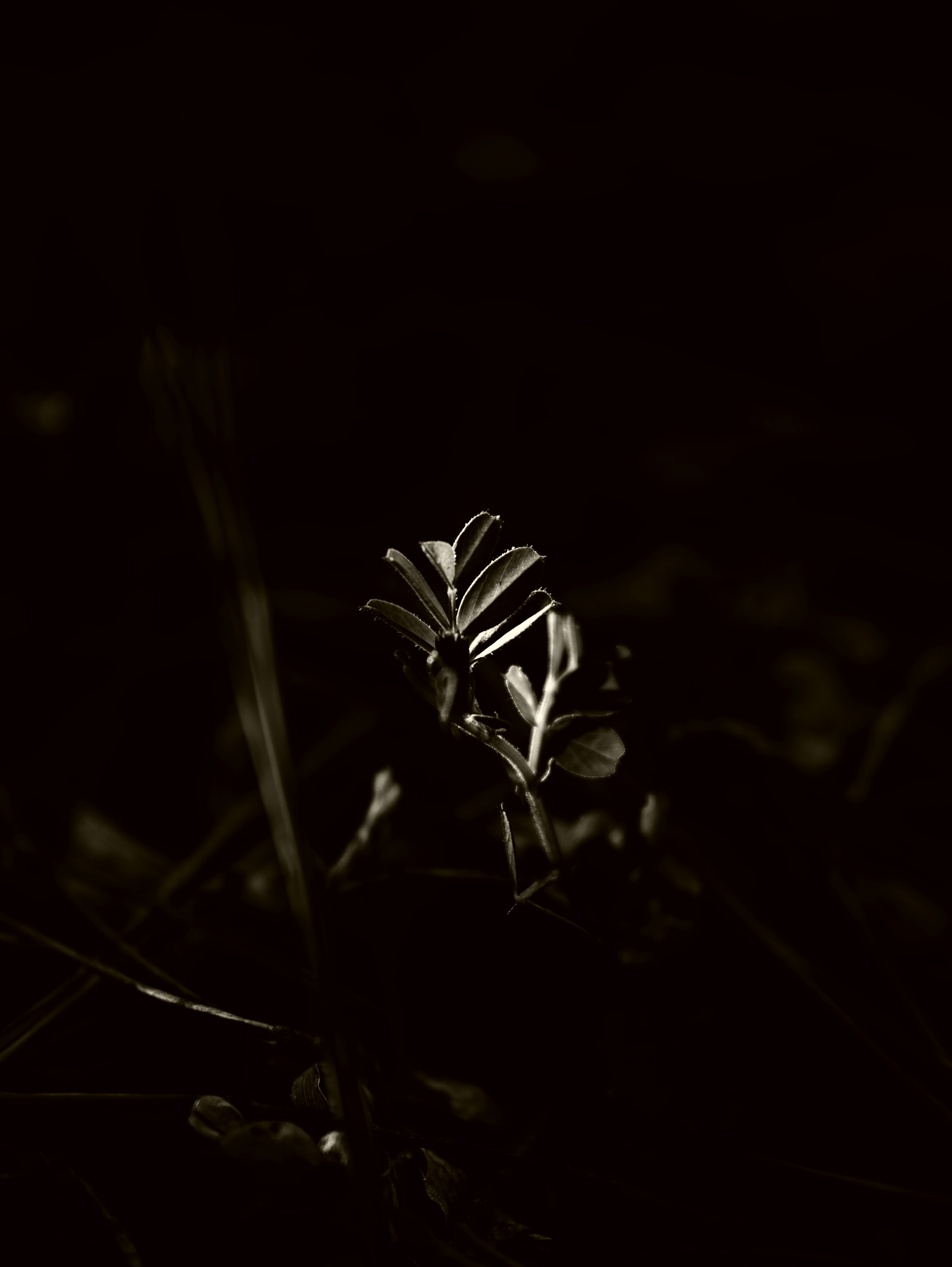 Une petite plante germant sur un fond sombre