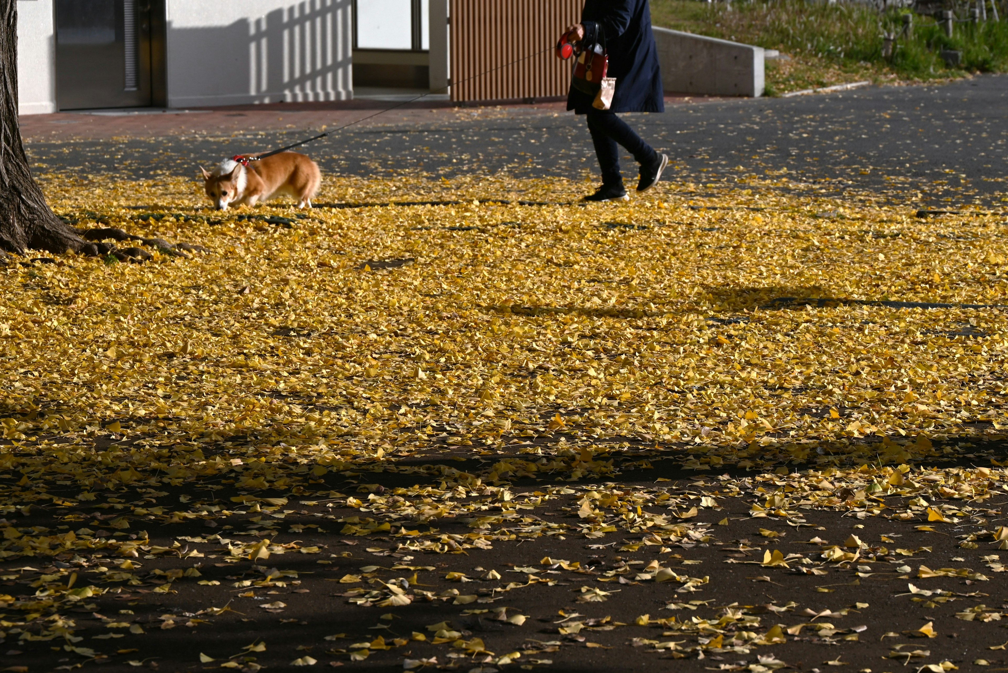 Una persona che passeggia con un cane su un tappeto di foglie gialle in un parco