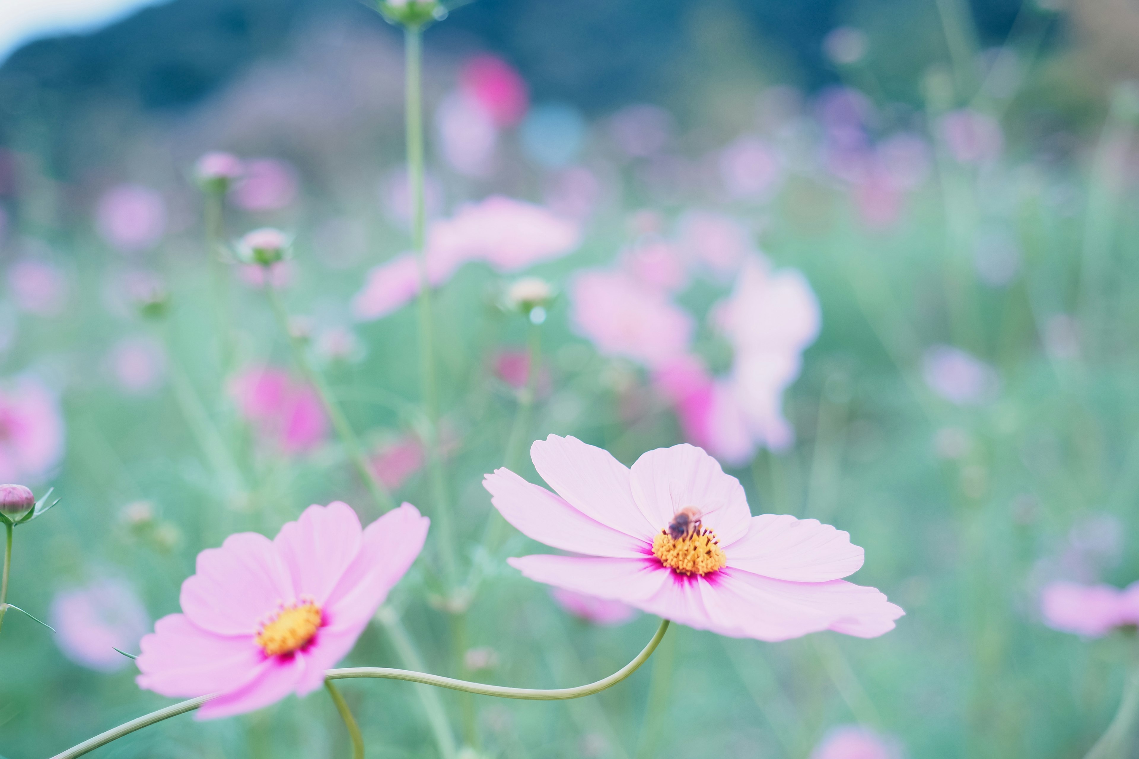 Feld mit hellrosa Kosmosblumen und unscharfem Hintergrund