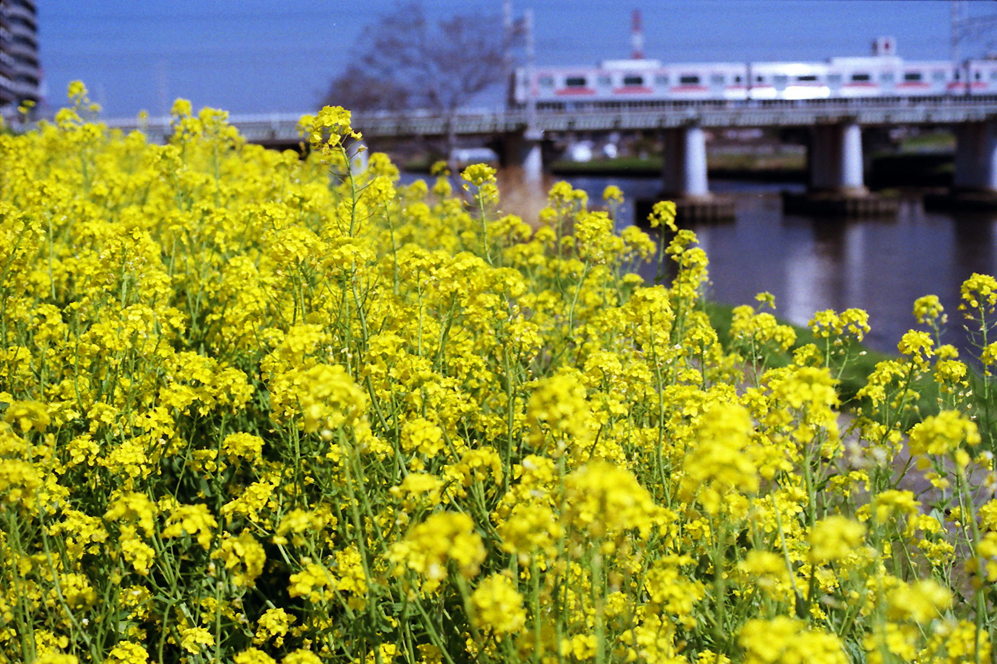 黄色い花が咲く風景と橋の後ろに電車