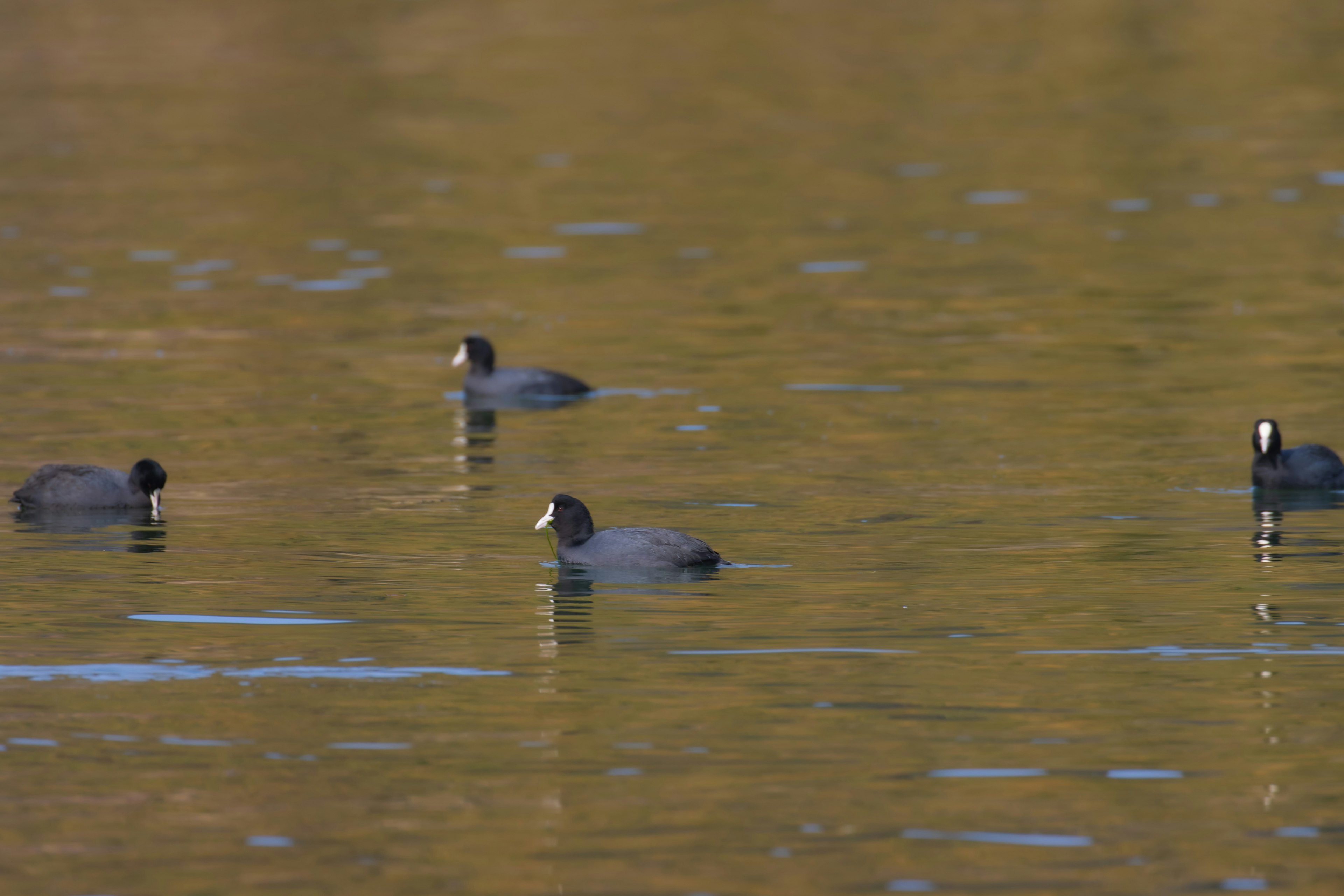 Plusieurs foulques flottant sur une surface d'eau calme