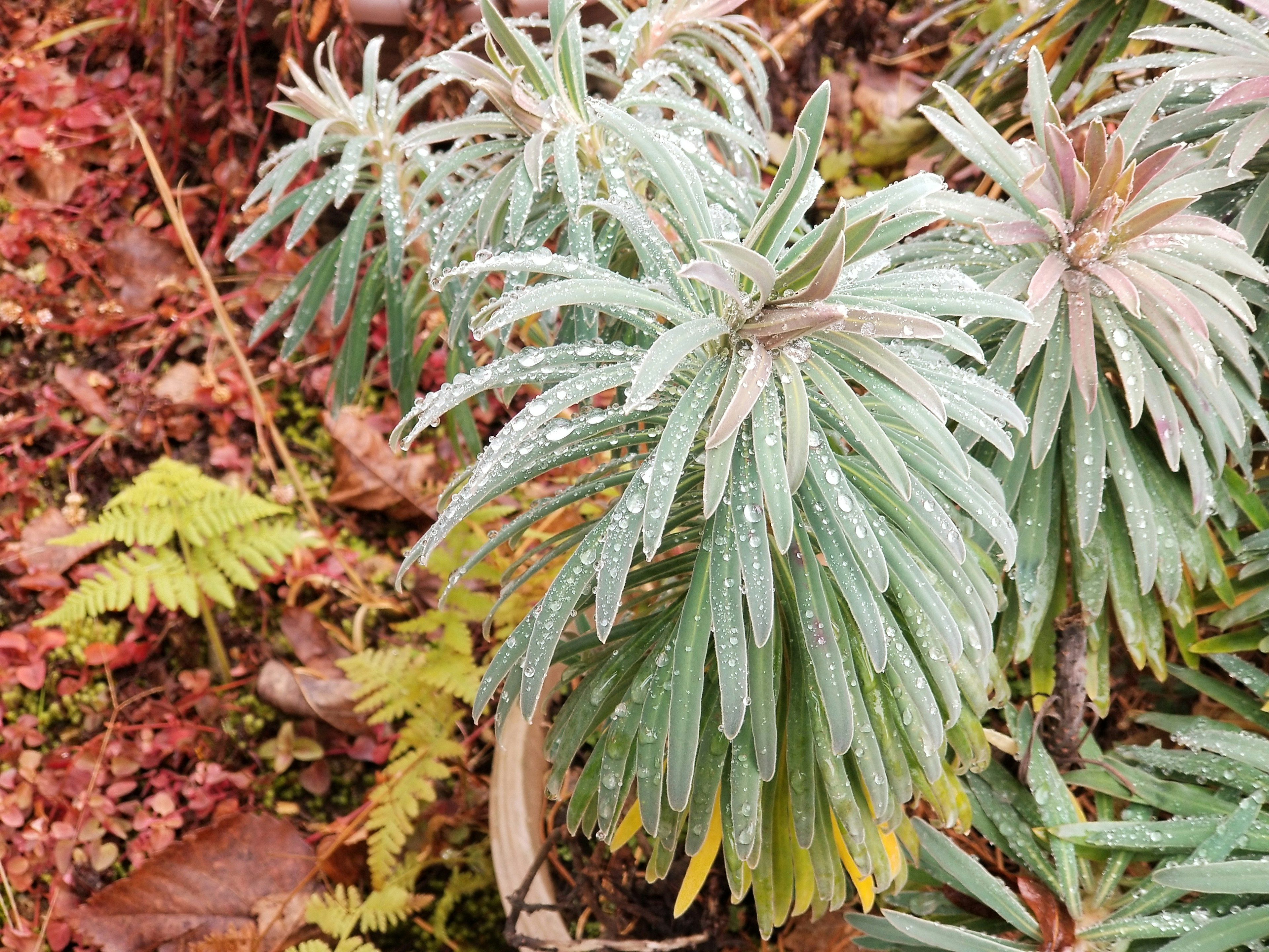 霧雨に濡れた緑の植物と赤い葉の背景