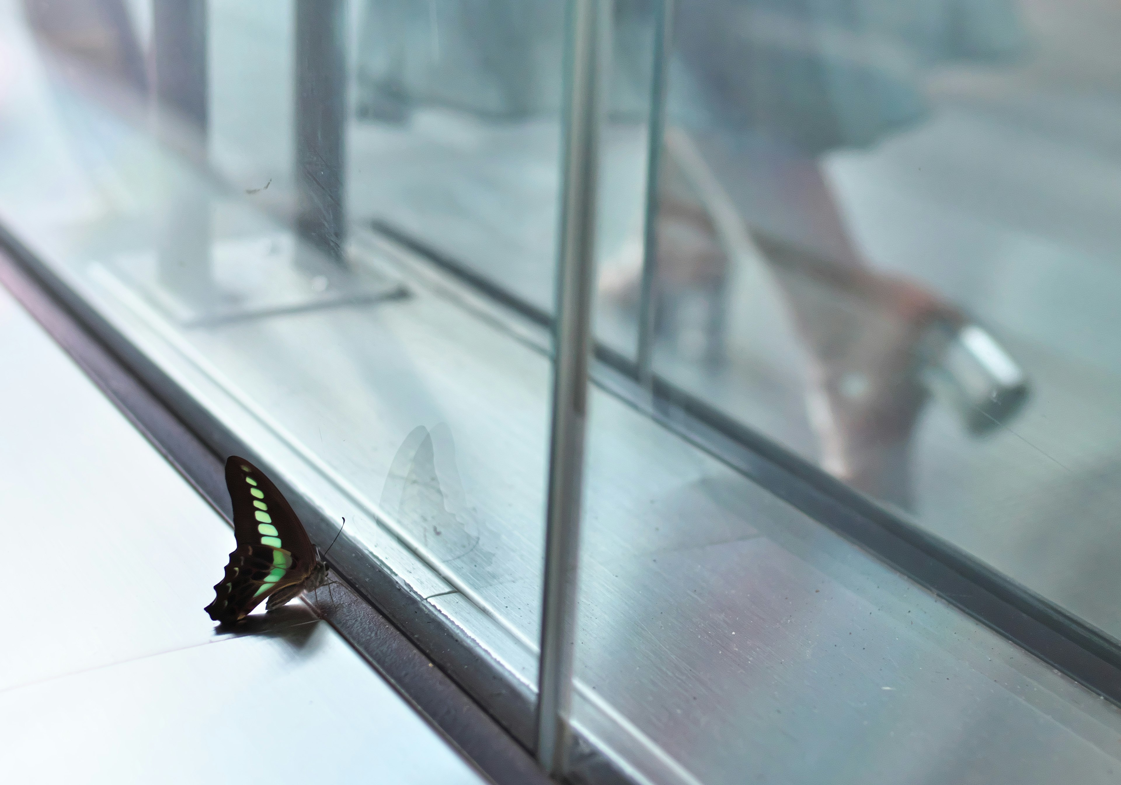 A beautiful blue and green butterfly near glass and the feet of a woman