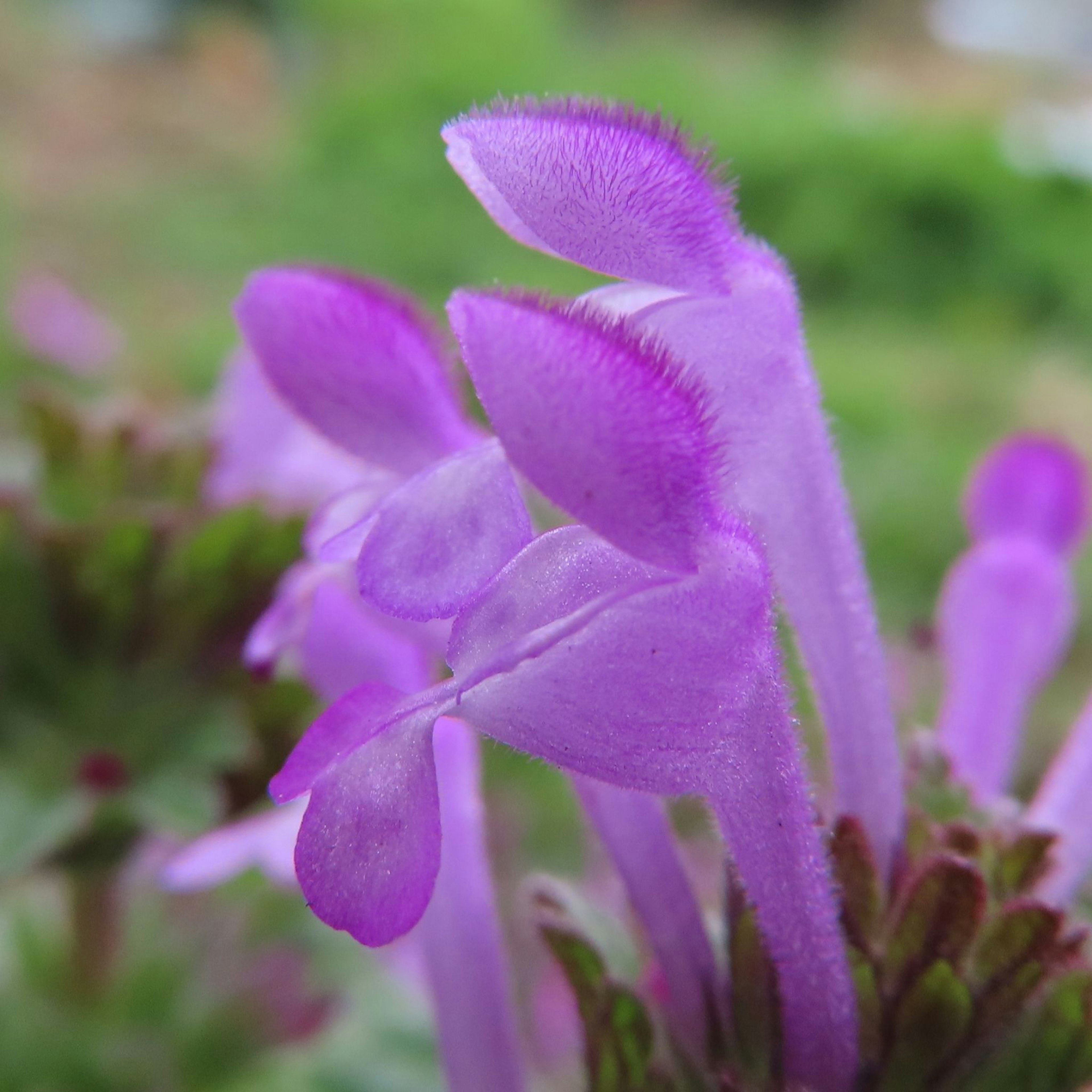 Gros plan de fleurs violettes avec des pétales duveteux sur un fond vert lumineux