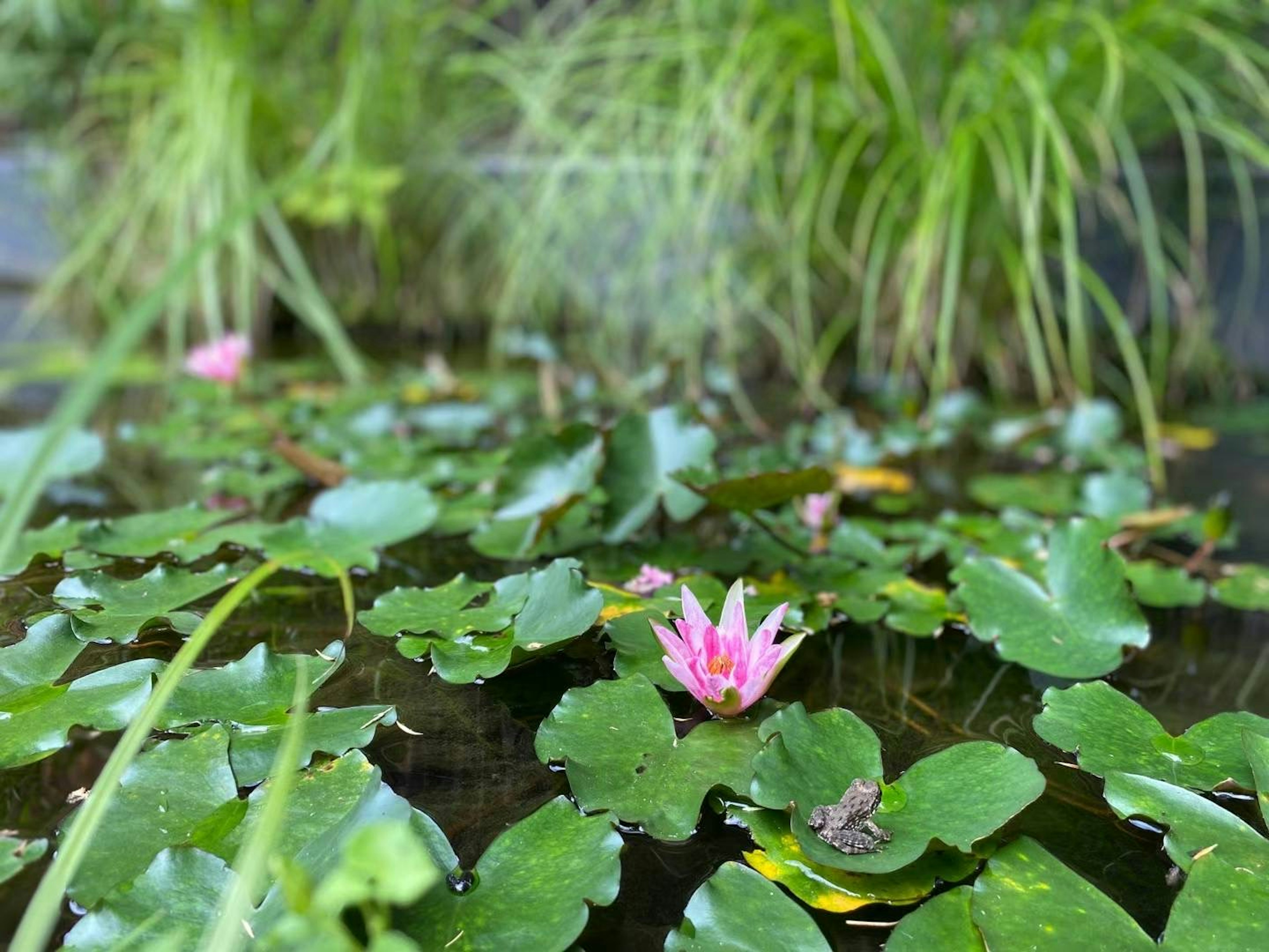 Pink water lilies floating on a pond with green lily pads