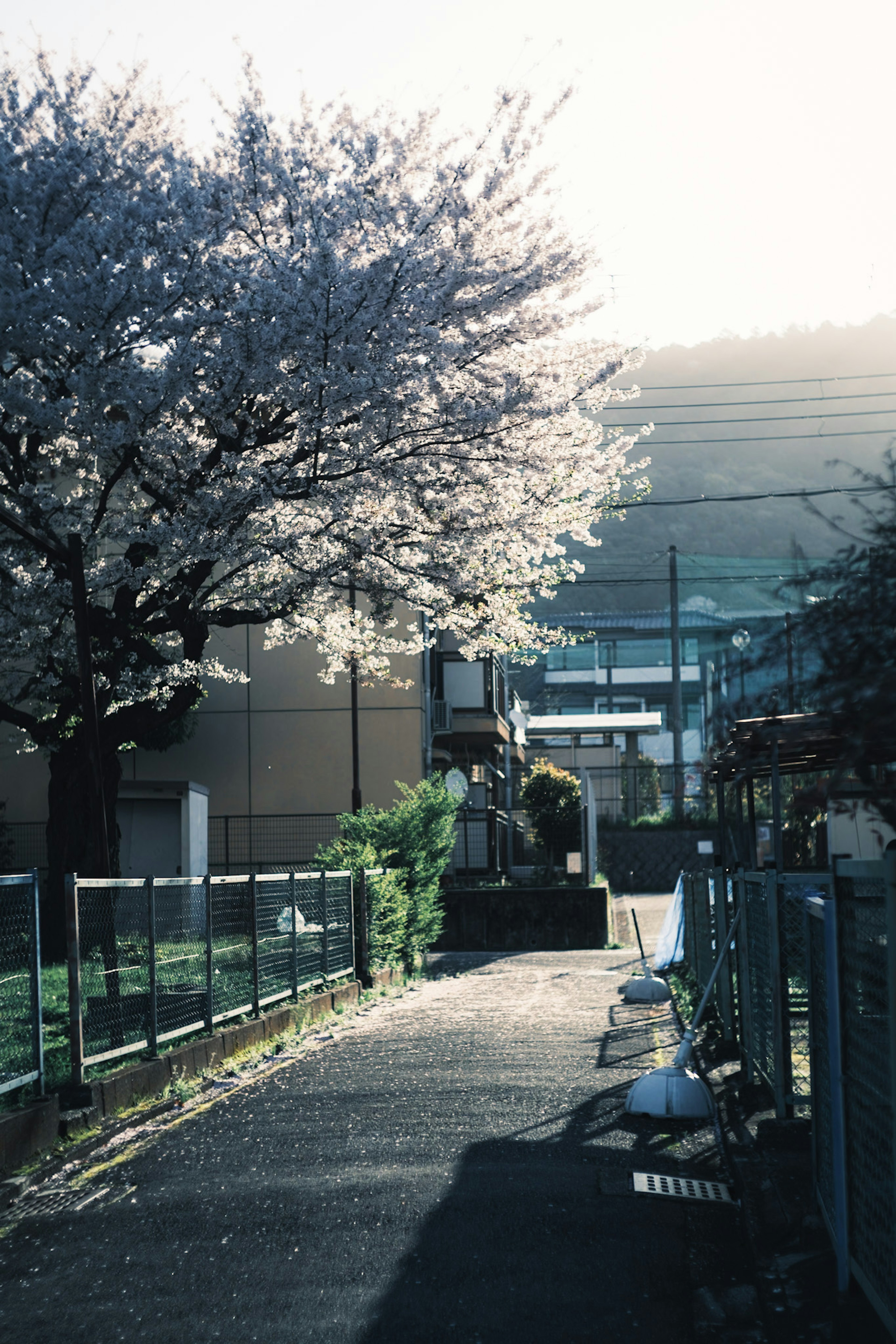 Chemin tranquille avec un cerisier en fleurs