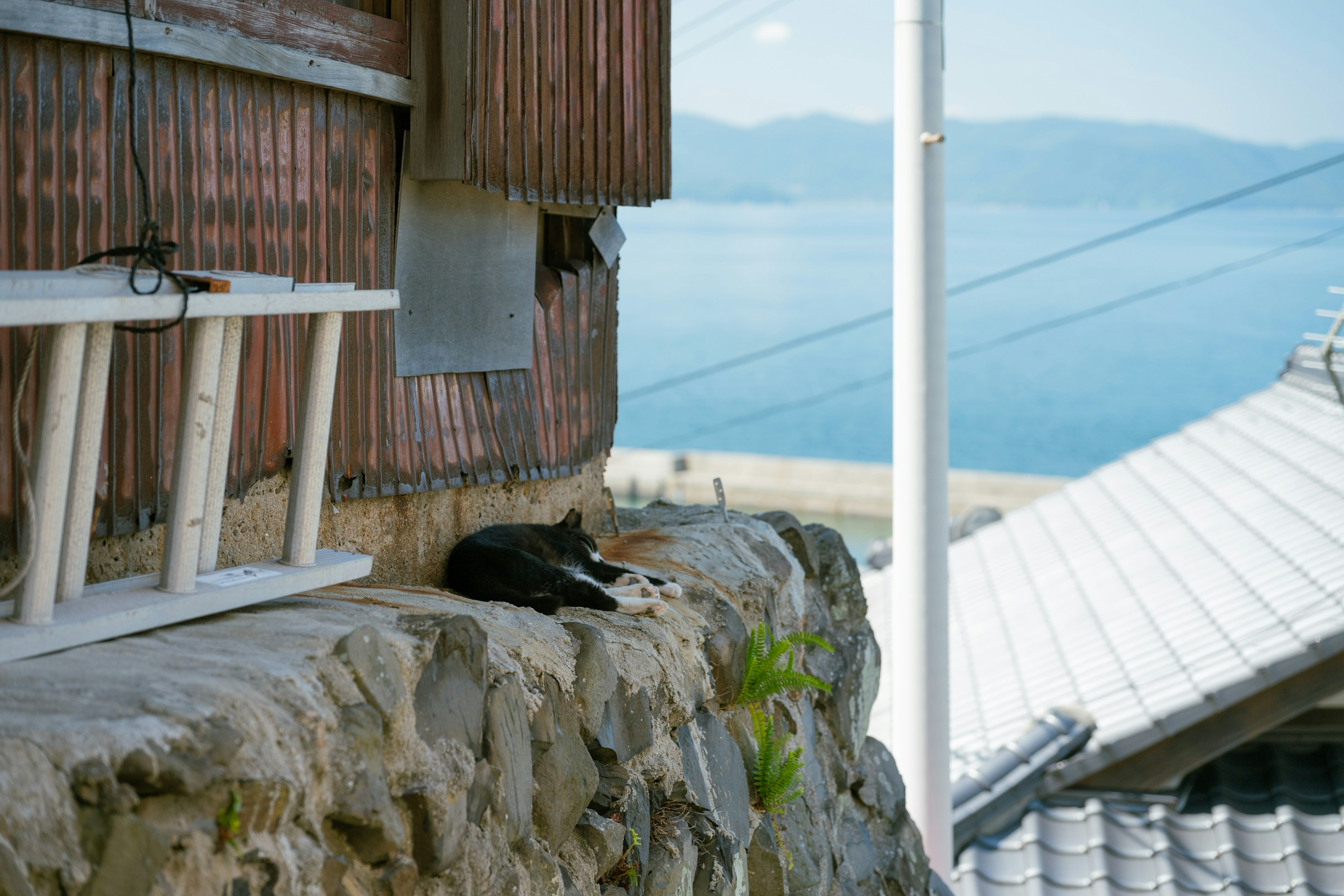 海の近くでくつろぐ黒猫と古い家の外観