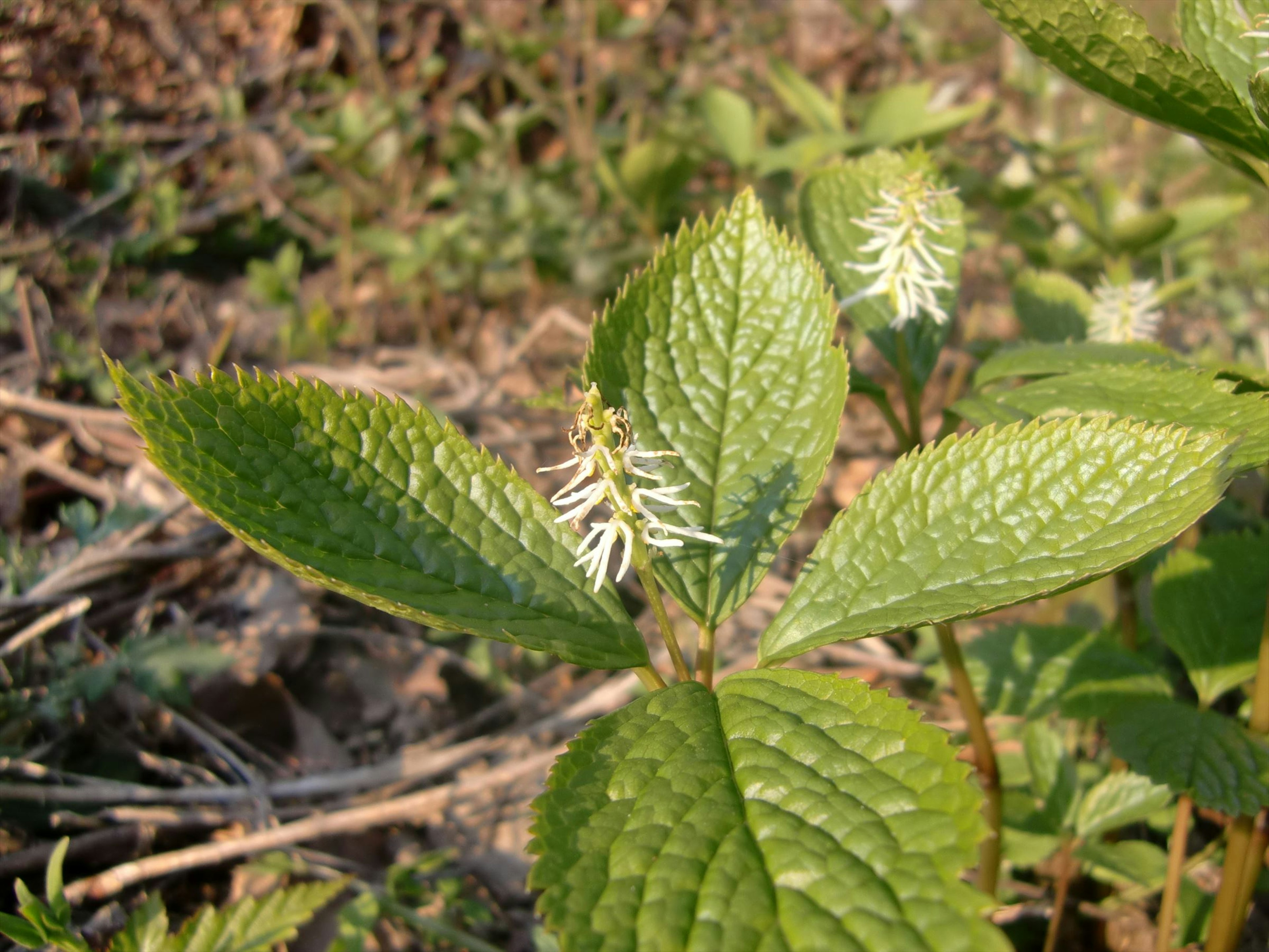 Primer plano de una planta verde con flores blancas