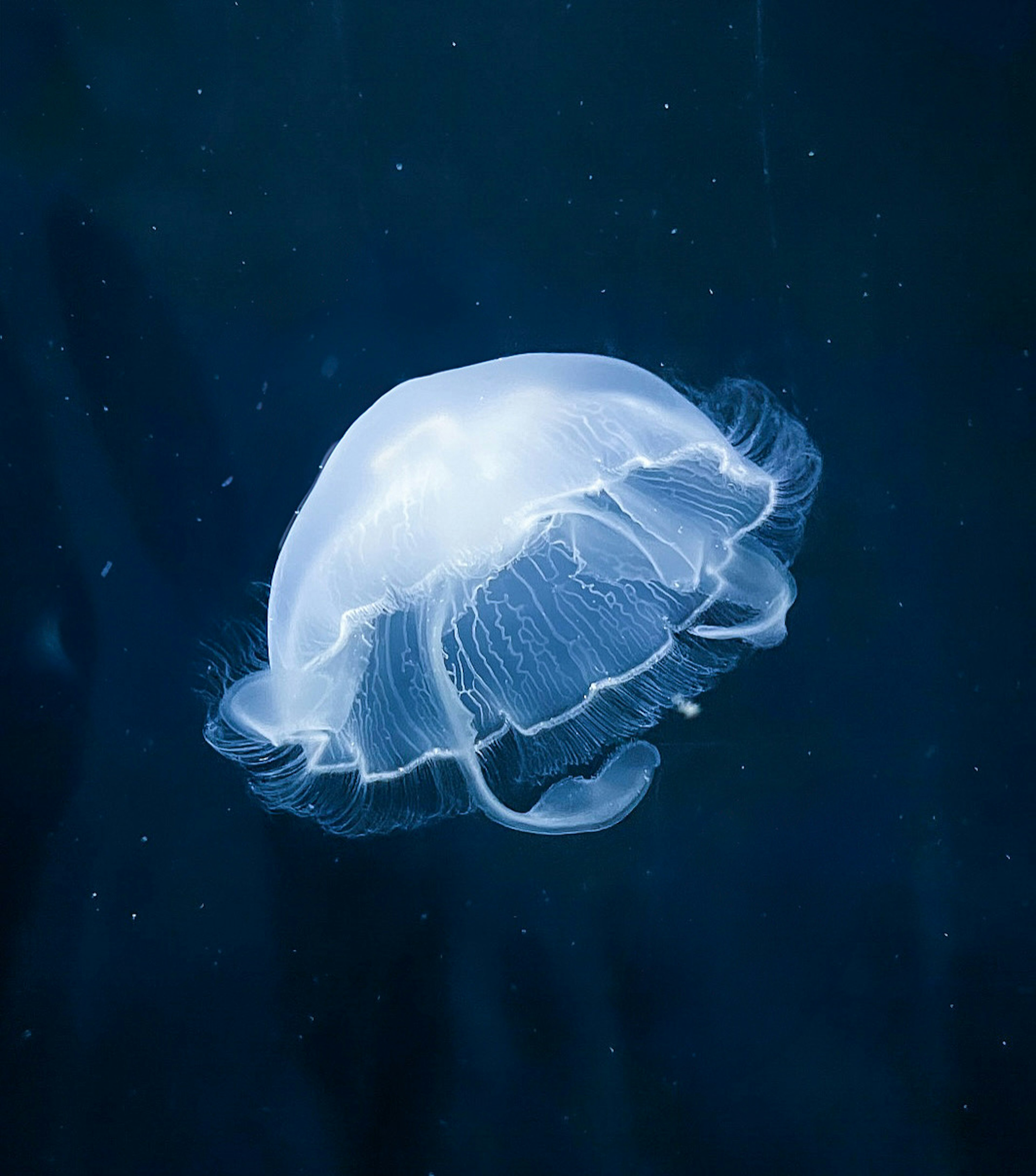 Una medusa translúcida flotando en un fondo azul oscuro