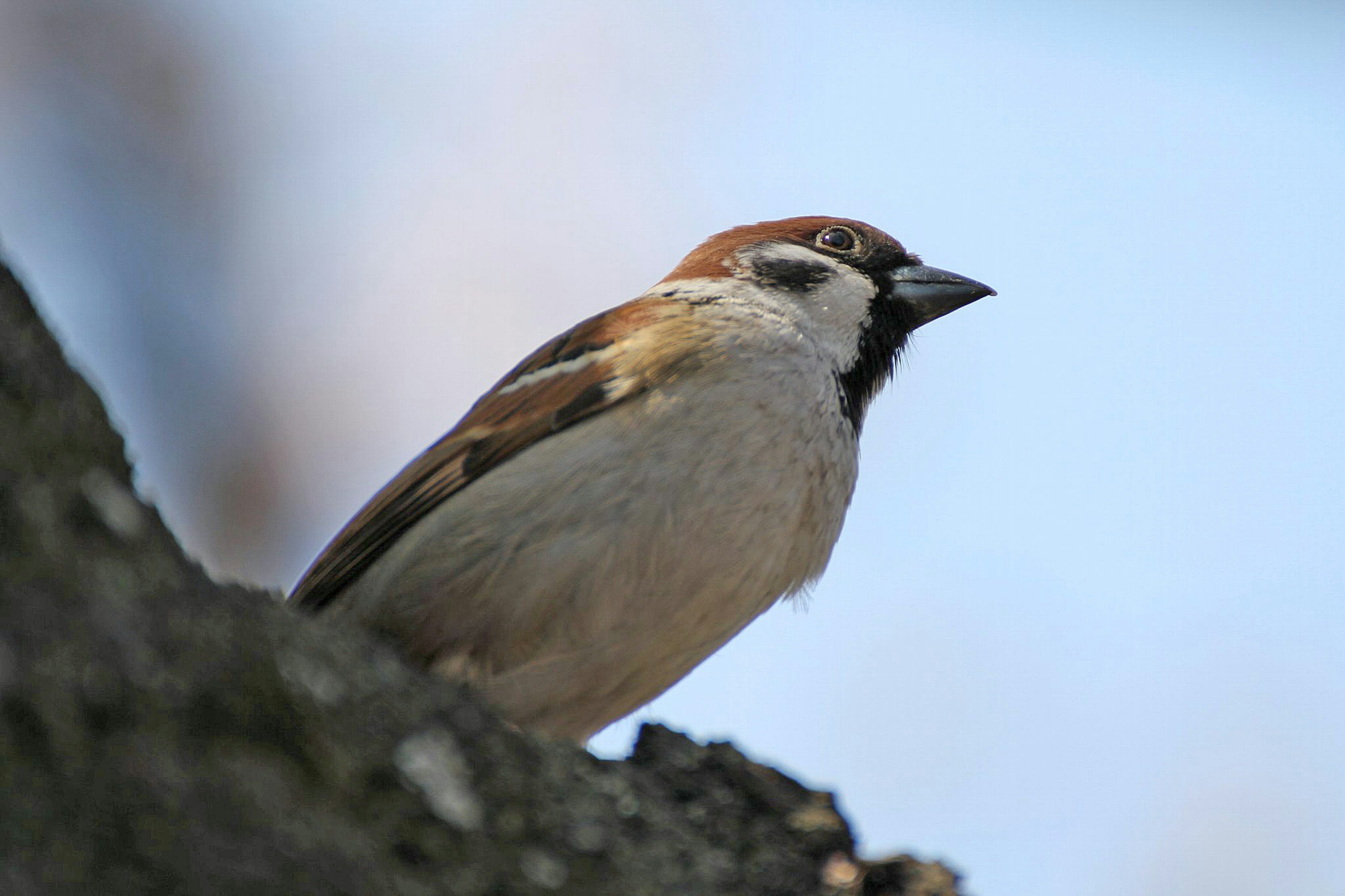 Seekor burung pipit bertengger di dahan pohon