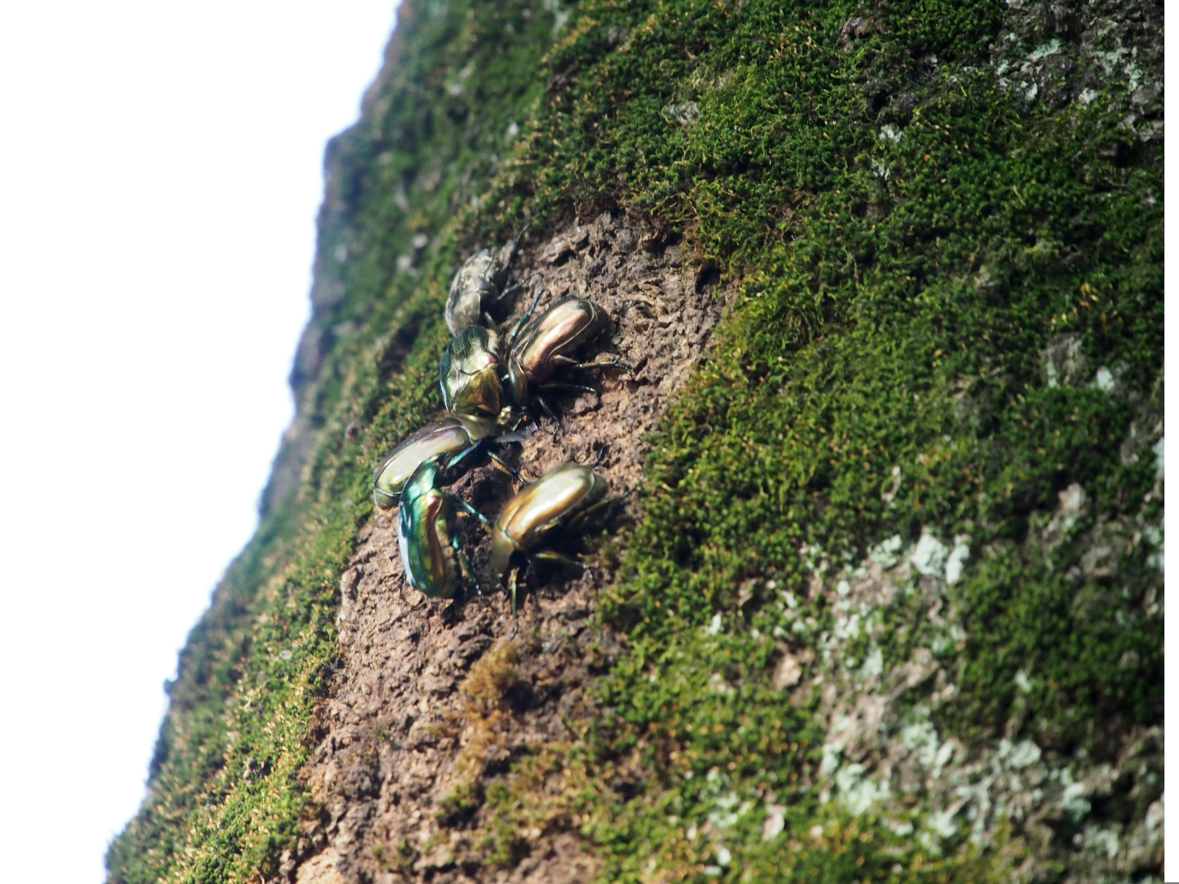 Primer plano de insectos en un tronco de árbol con insectos verdes y corteza marrón