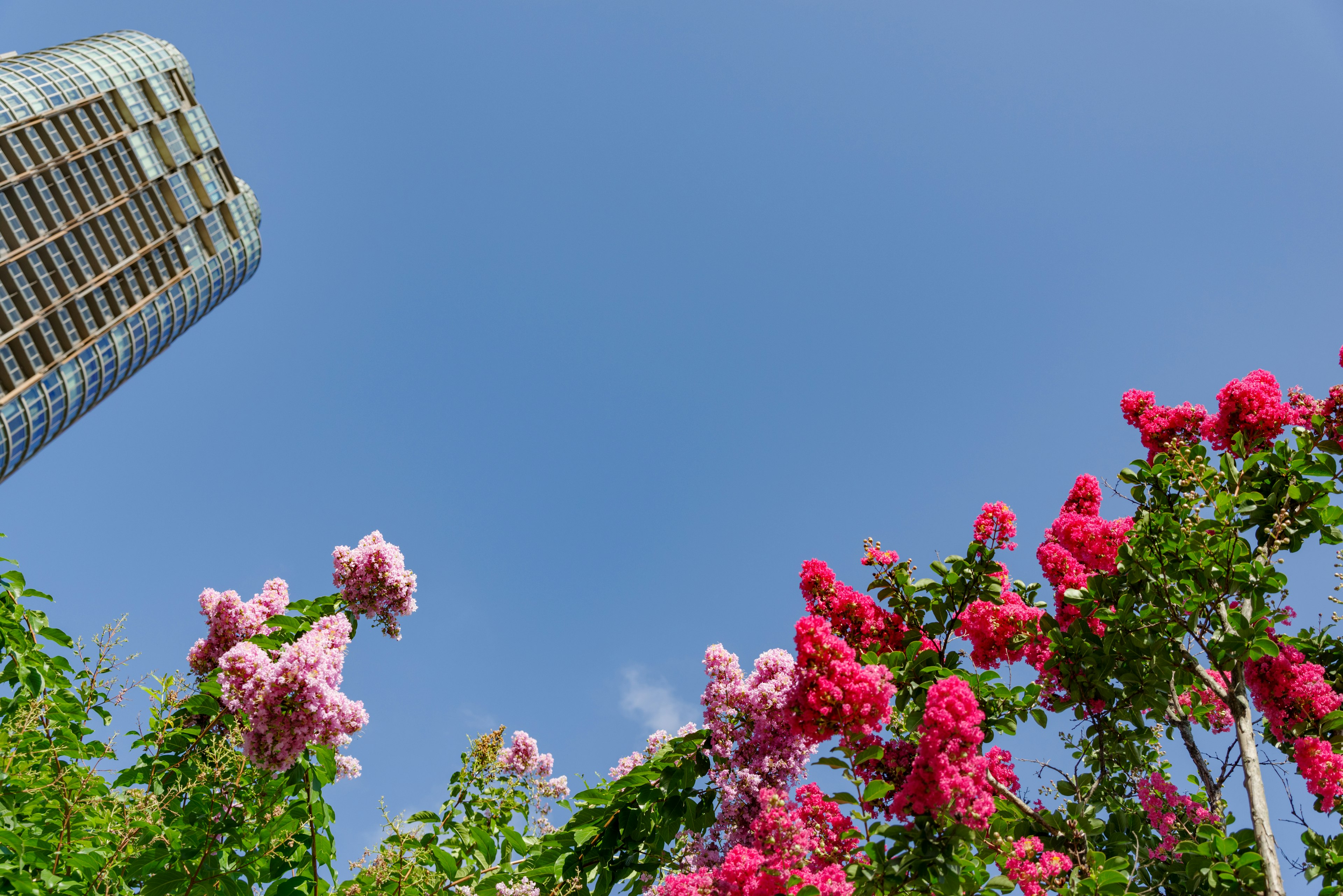 高層ビルと青空を背景に咲くピンクと赤の花々