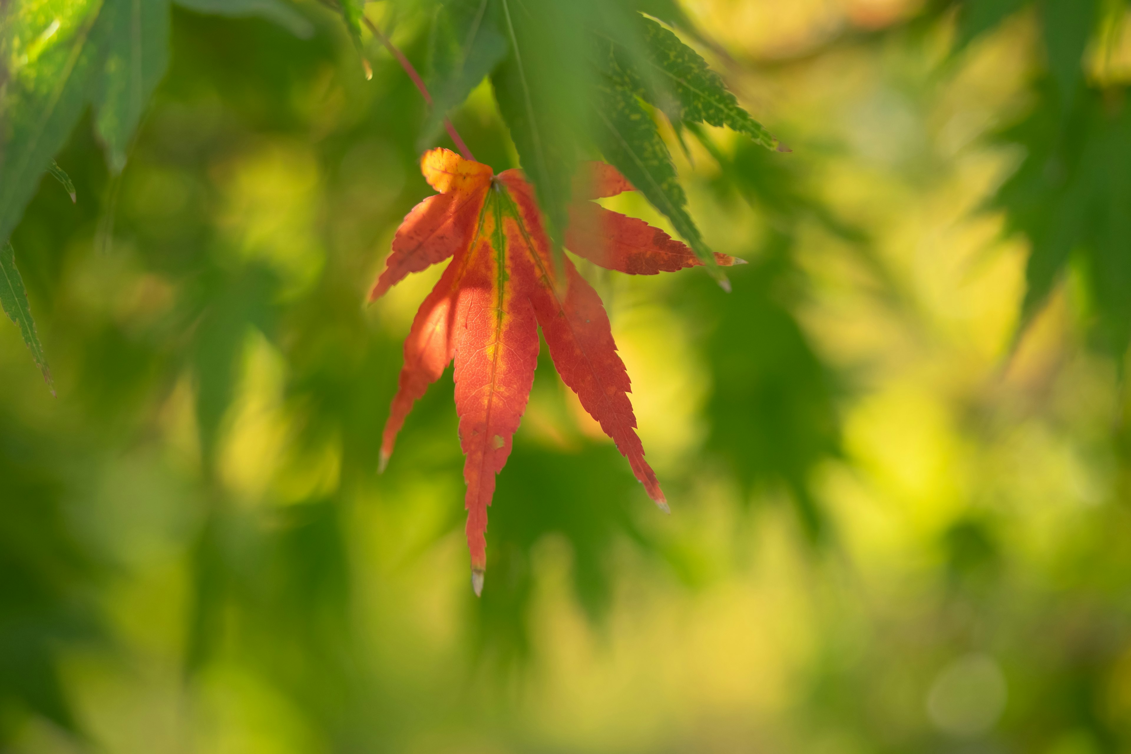 Daun maple merah cerah di antara daun hijau