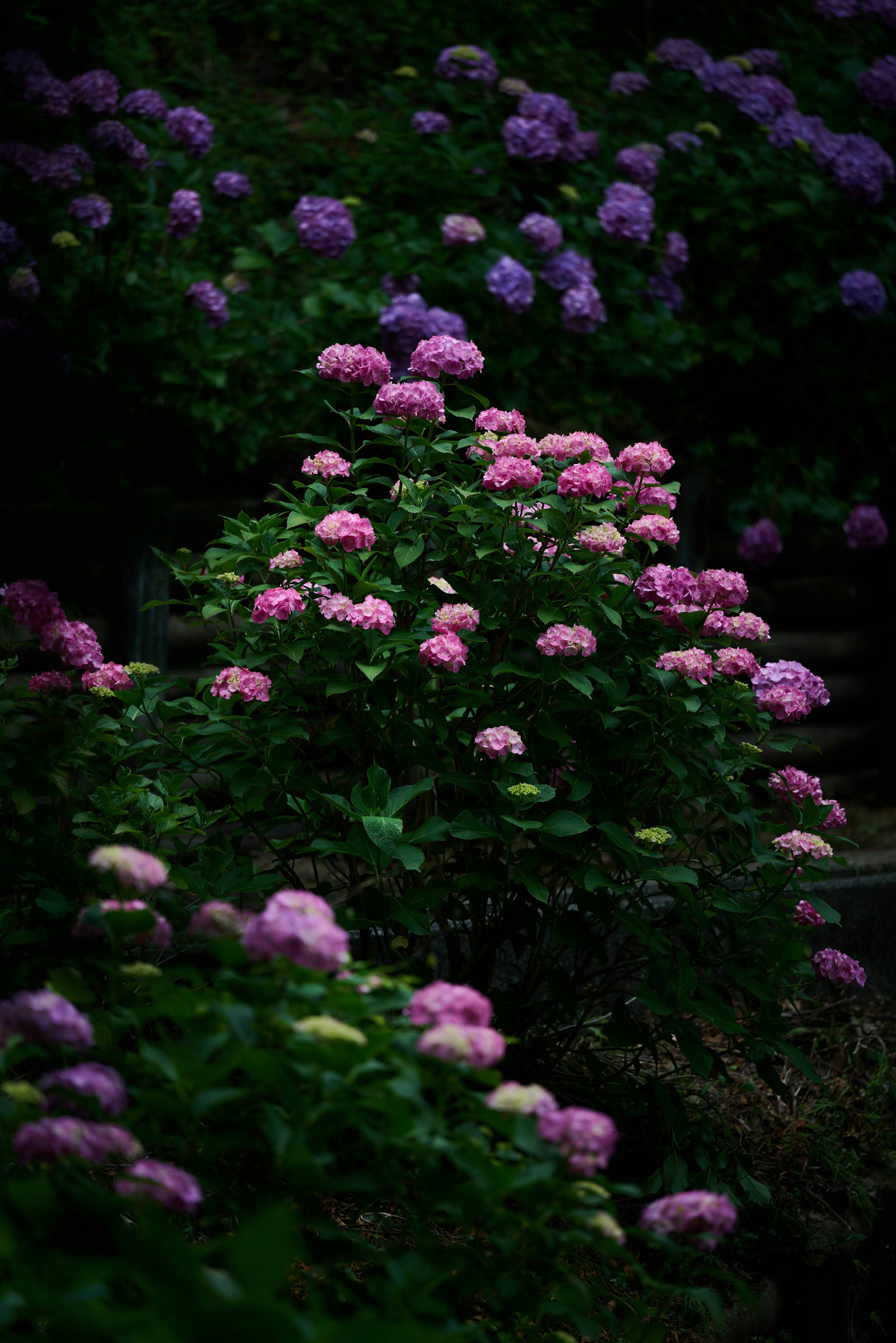 Une scène de jardin avec des hortensias en fleurs dans des nuances de rose et de violet