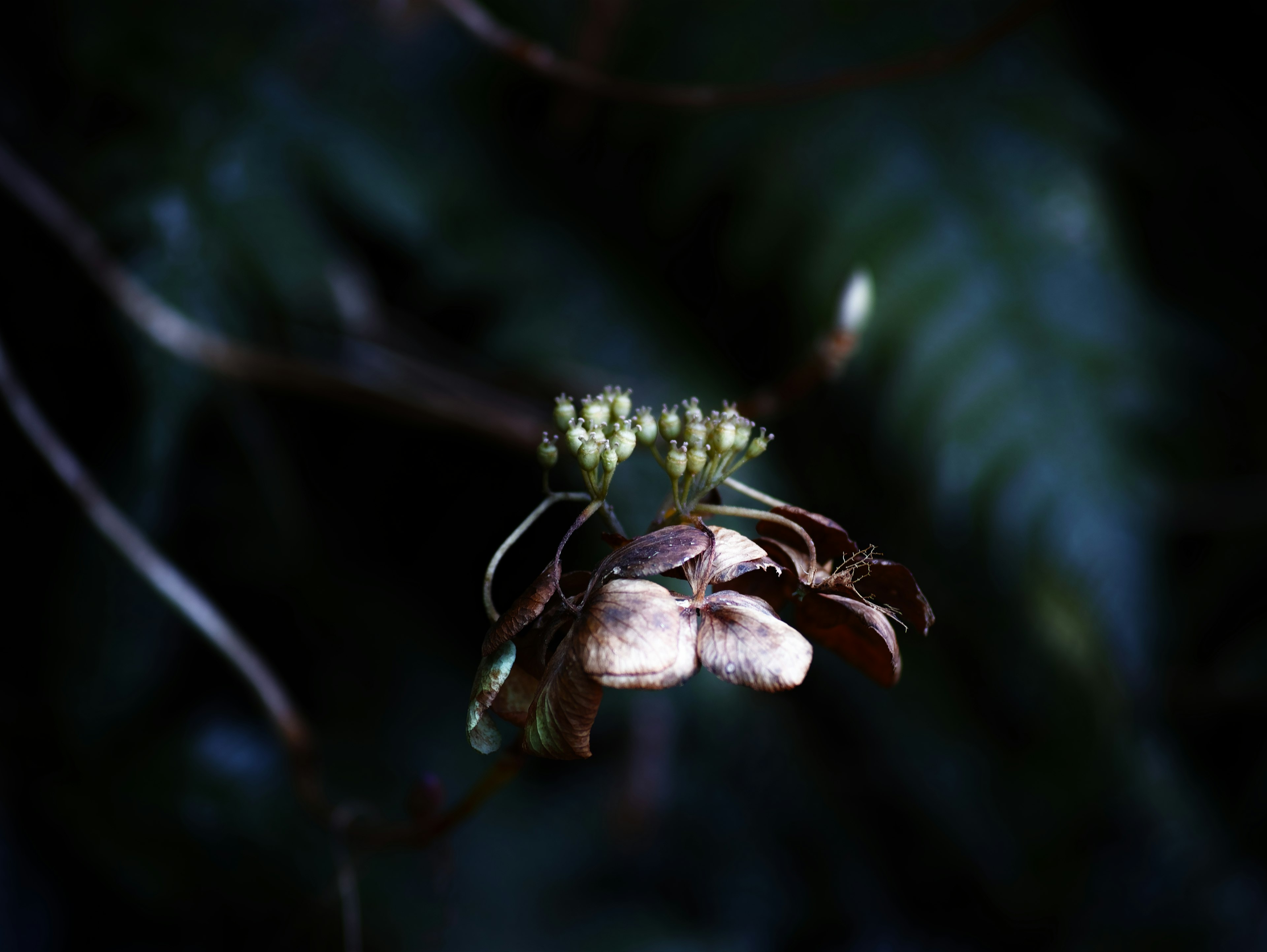 A flower bud with wilted petals against a dark background