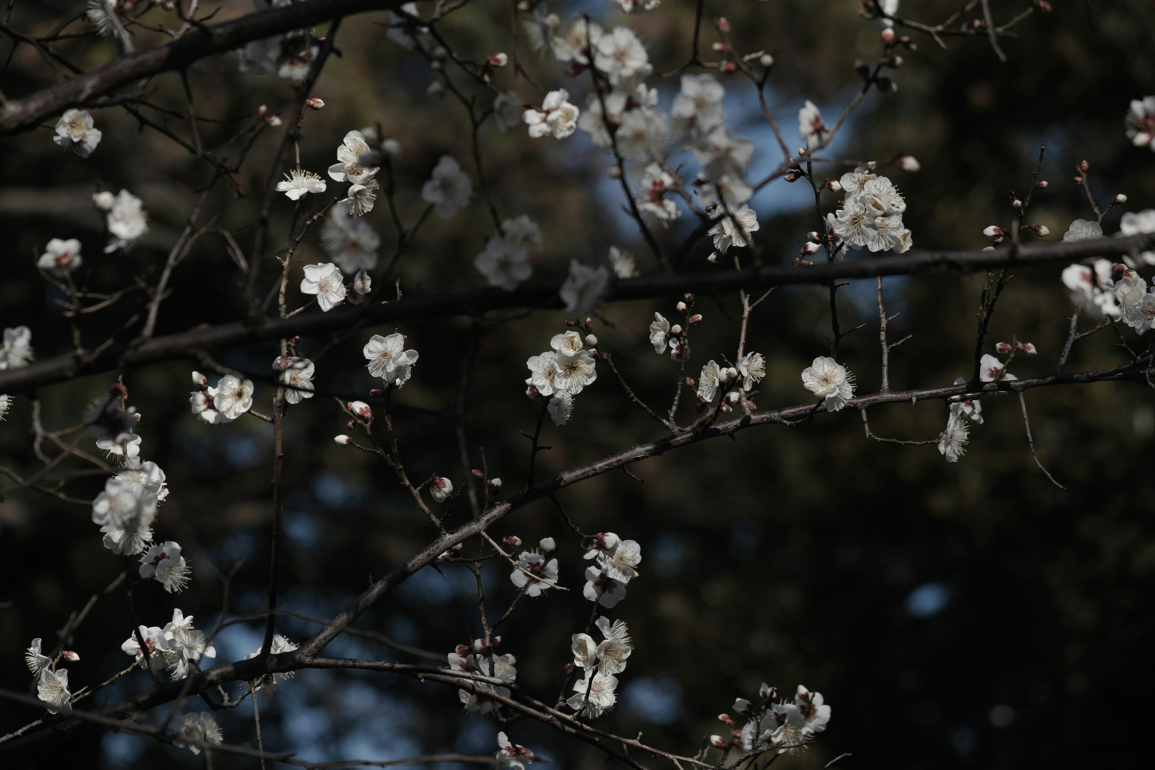 Primer plano de ramas con flores blancas sobre fondo oscuro