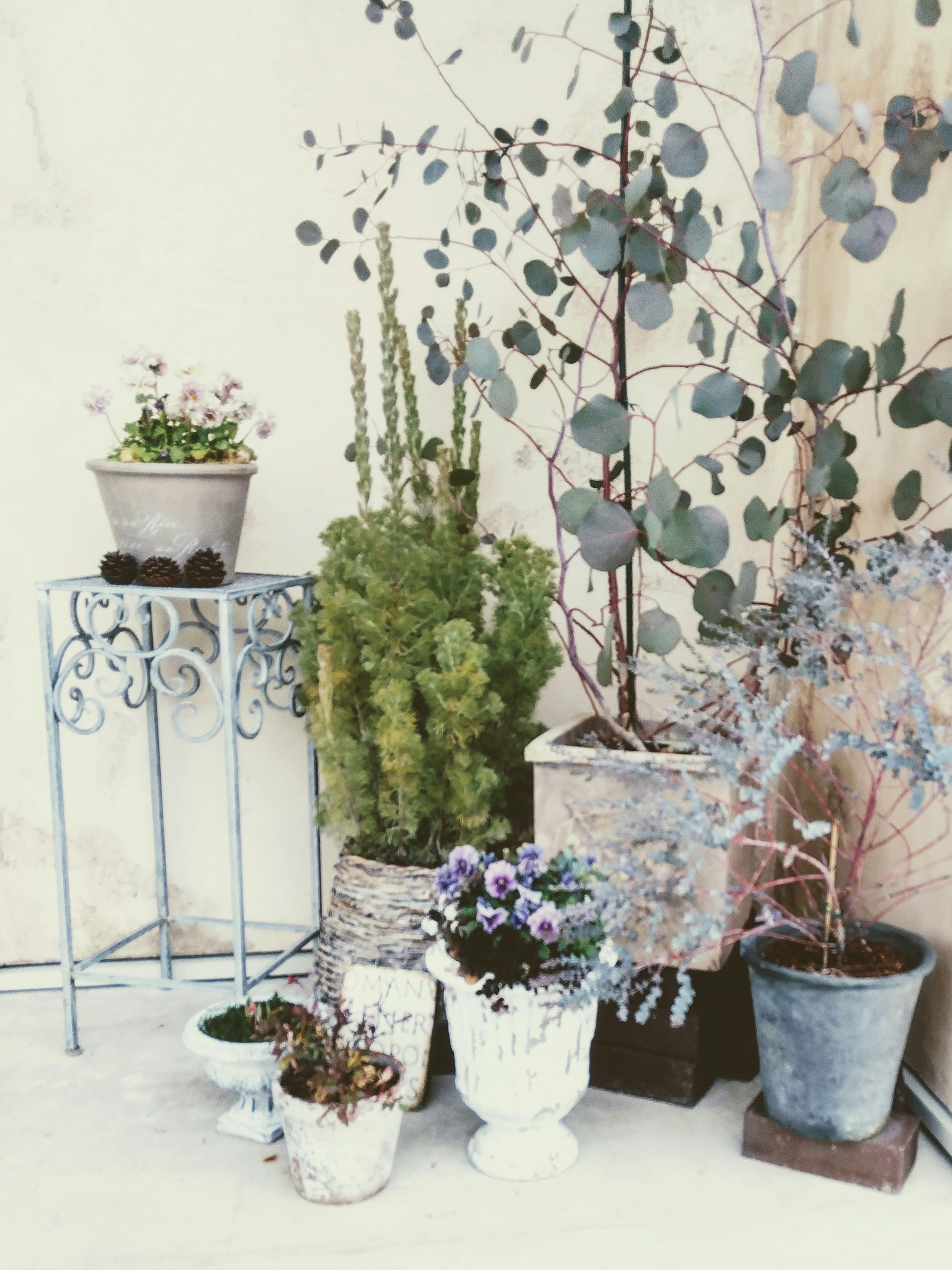 Indoor corner with various plants featuring green leaves and flowers