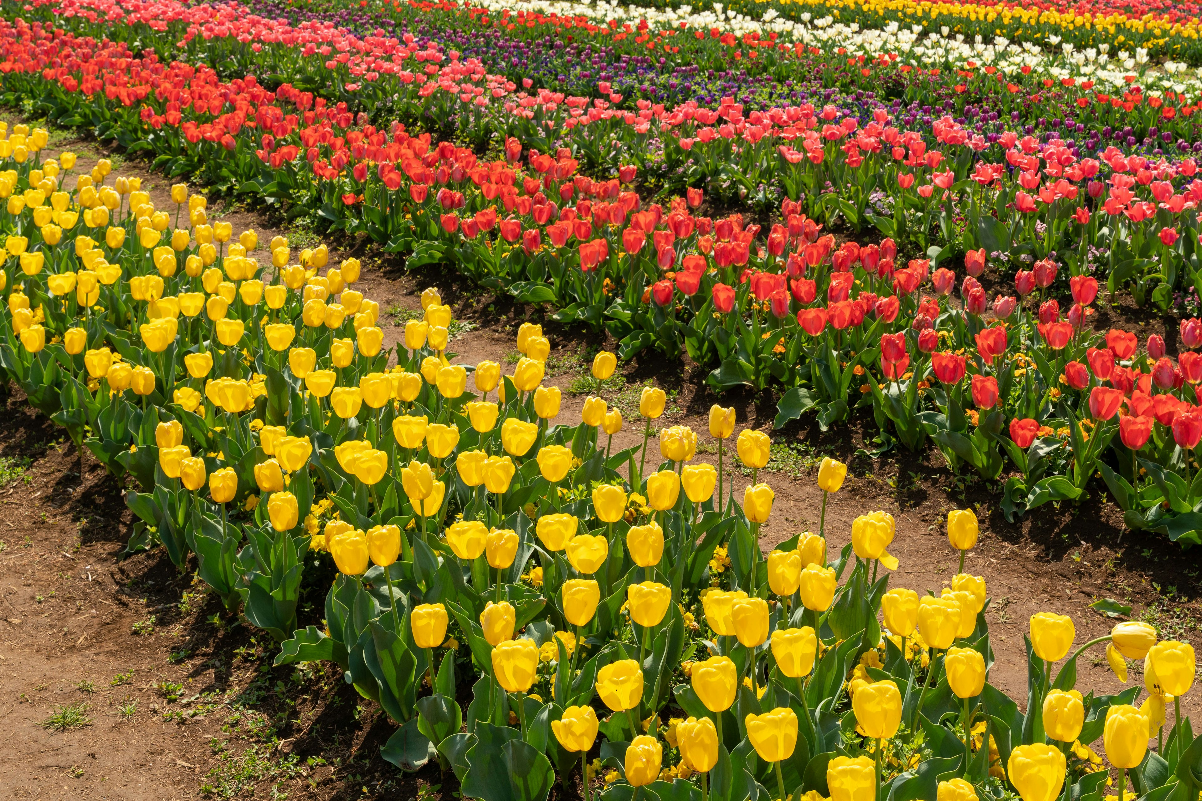 A vibrant flower field with rows of colorful tulips in yellow red and white