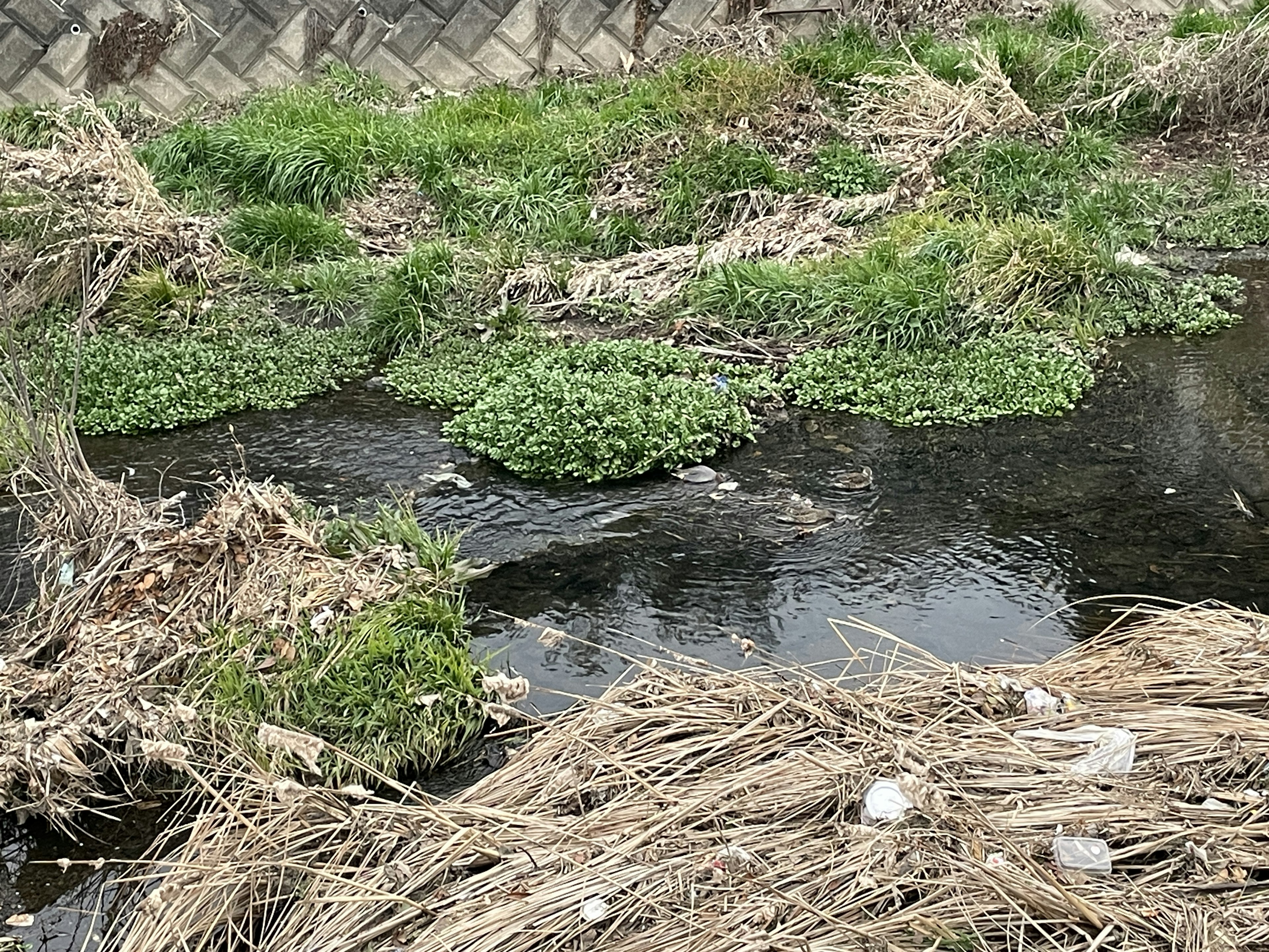 Agua contaminada con plantas verdes flotantes y pasto seco