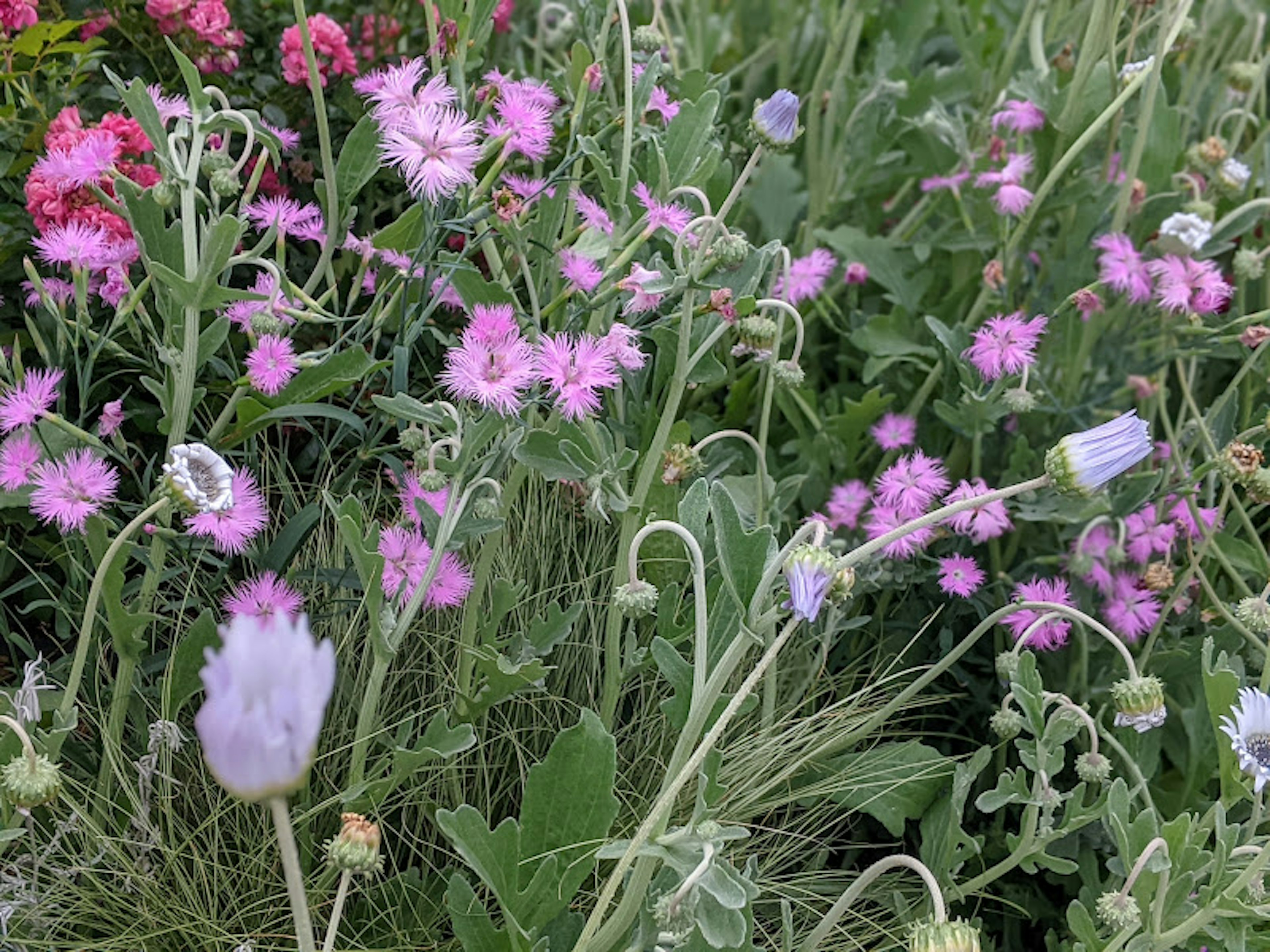 Fiori selvatici colorati in un campo erboso