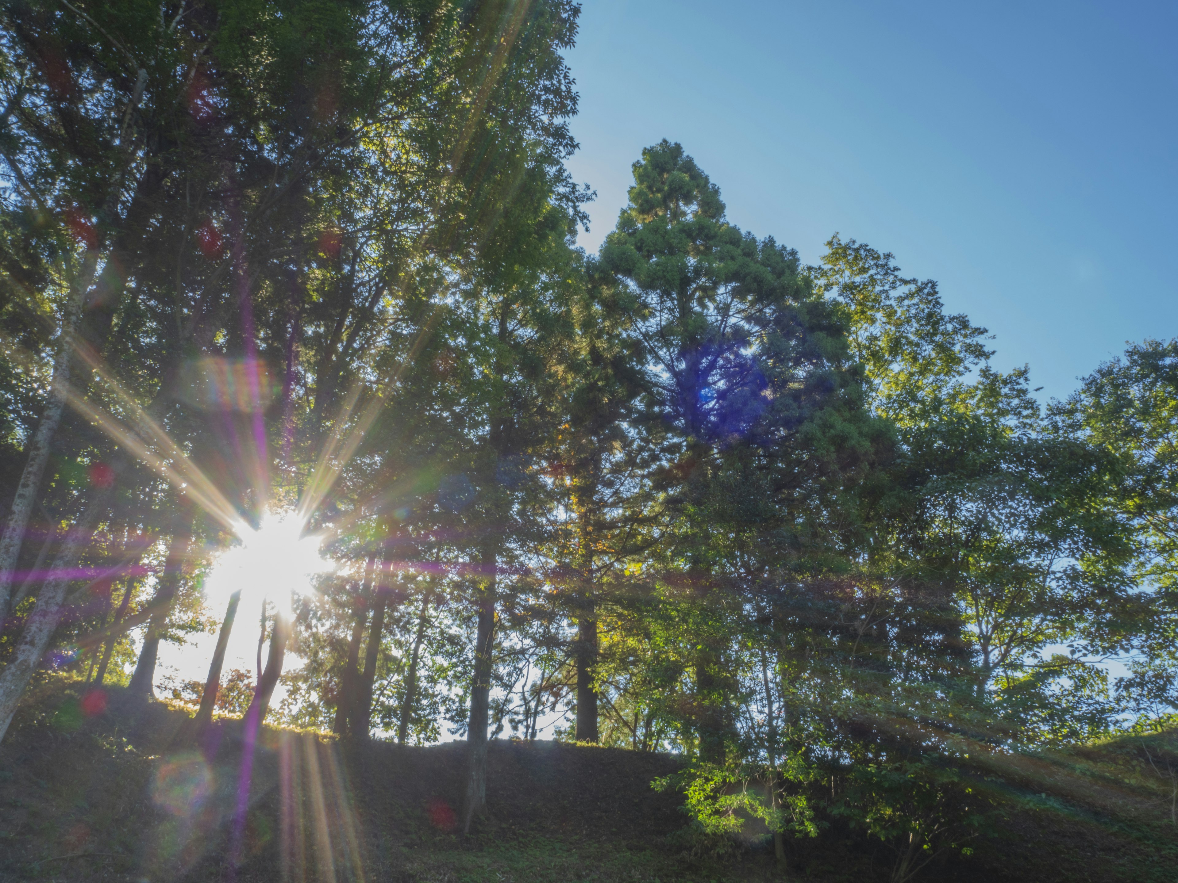 Sunlight streaming through trees with a clear blue sky