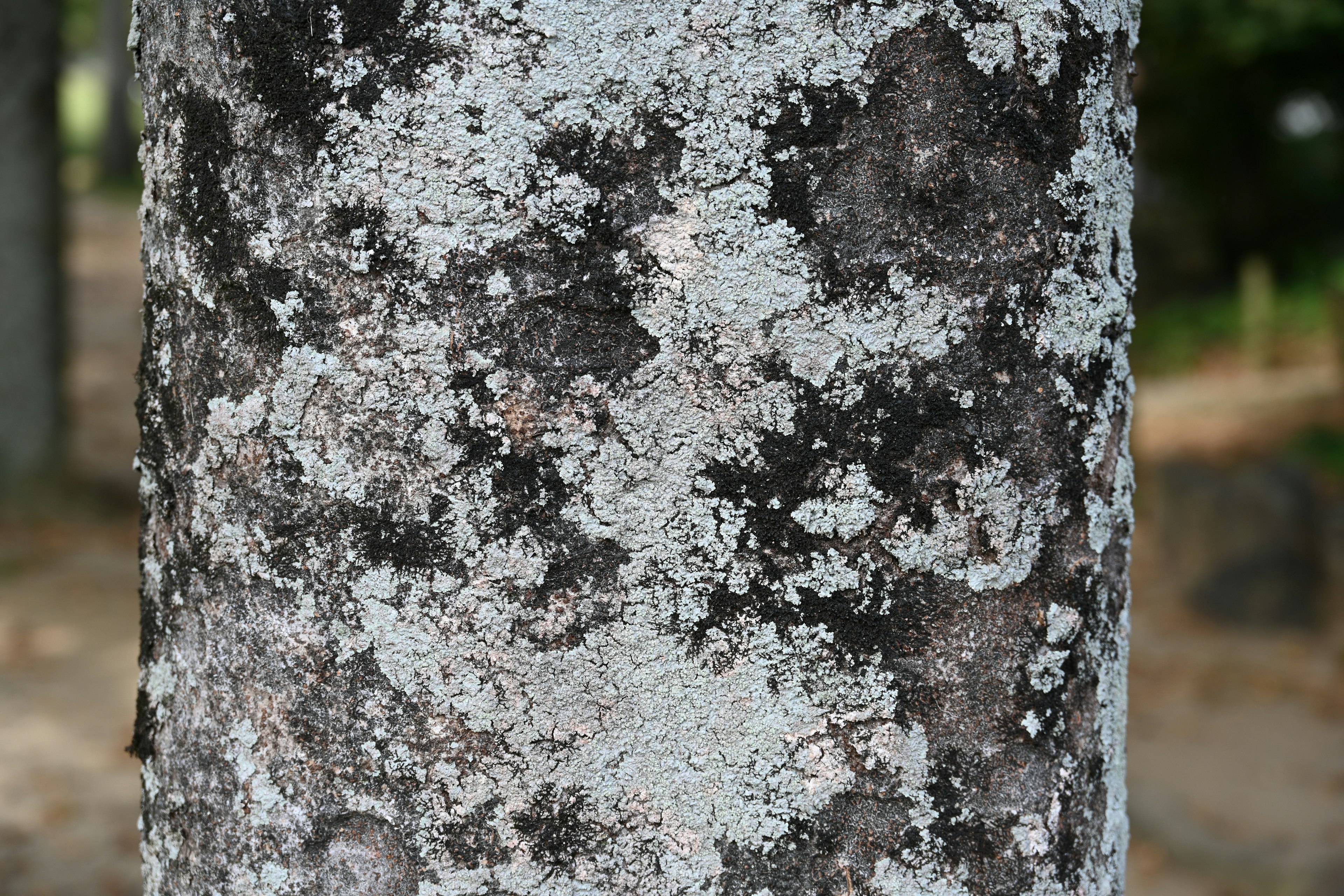 Close-up of a tree trunk covered with lichen and moss patterns