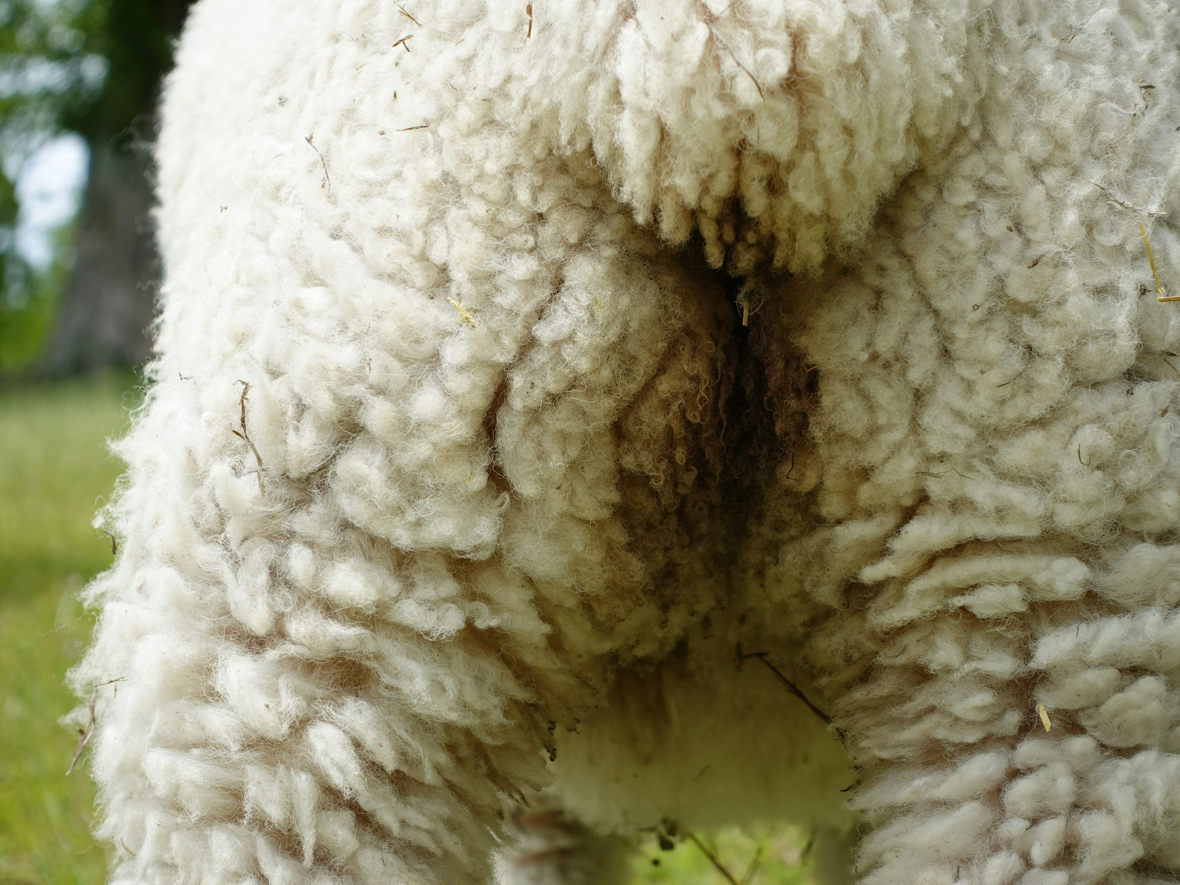 Vue arrière duveteuse d'un mouton sur l'herbe