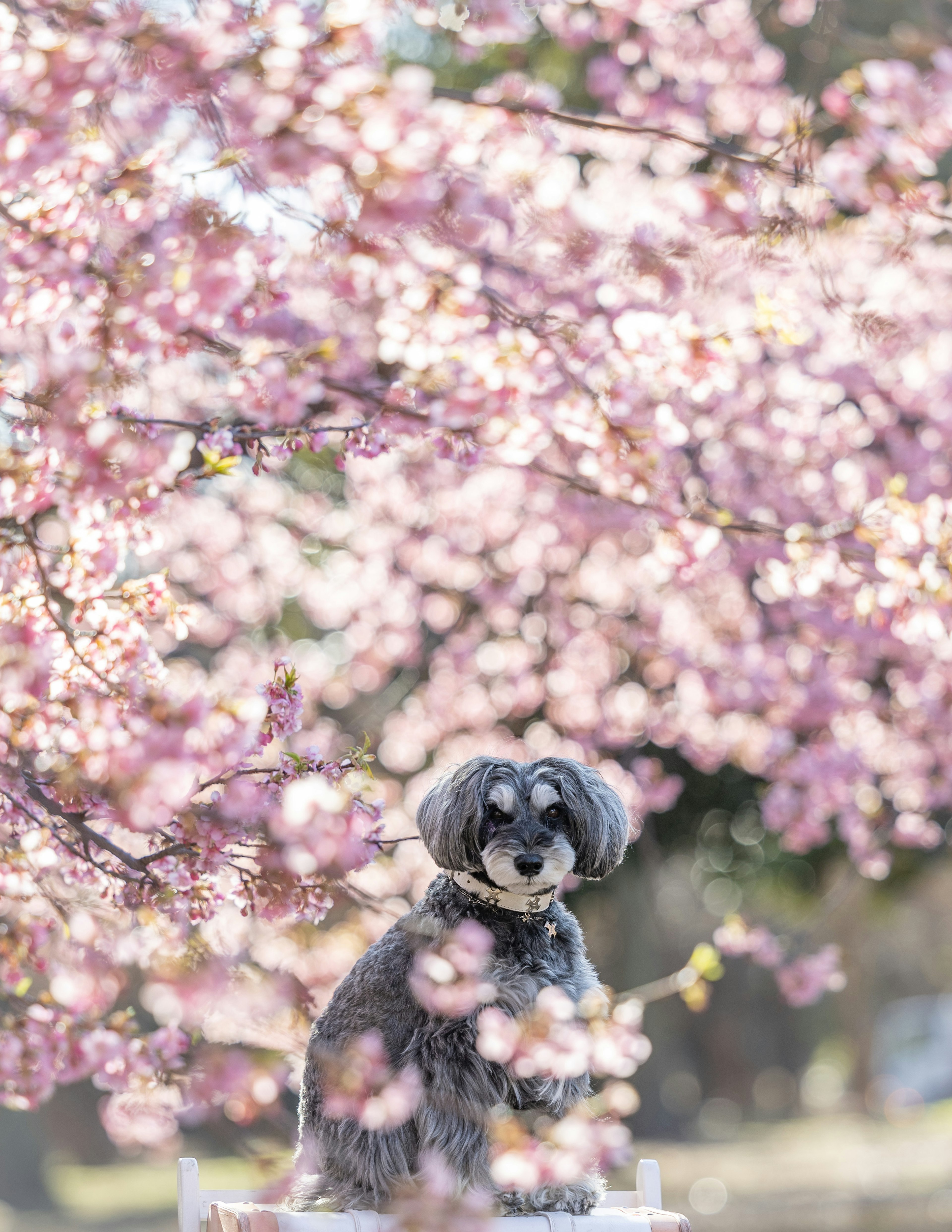 Cane seduto davanti a un albero di ciliegio in fiore