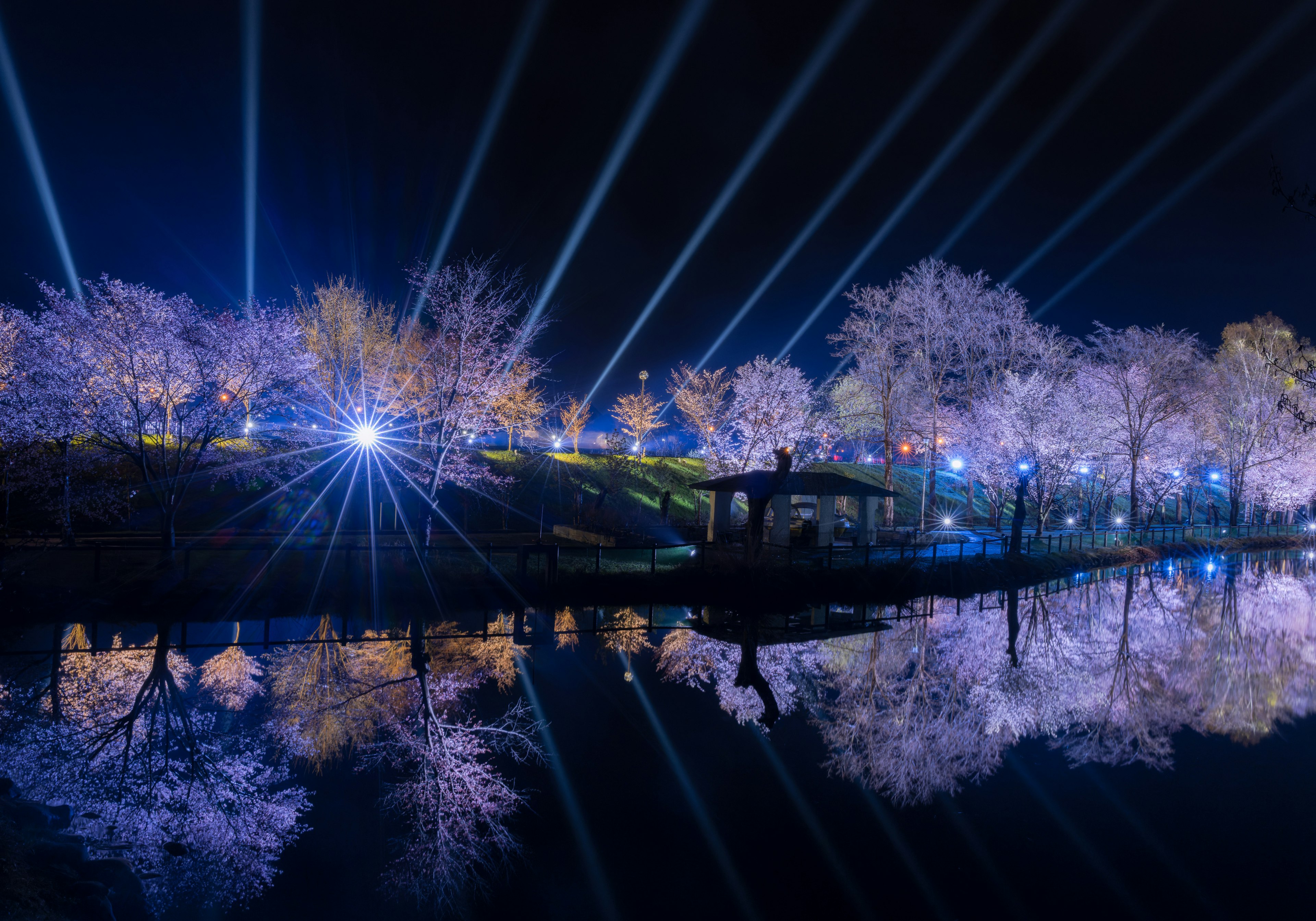 Nachtansicht der Kirschblüten und Reflexionen im Wasser