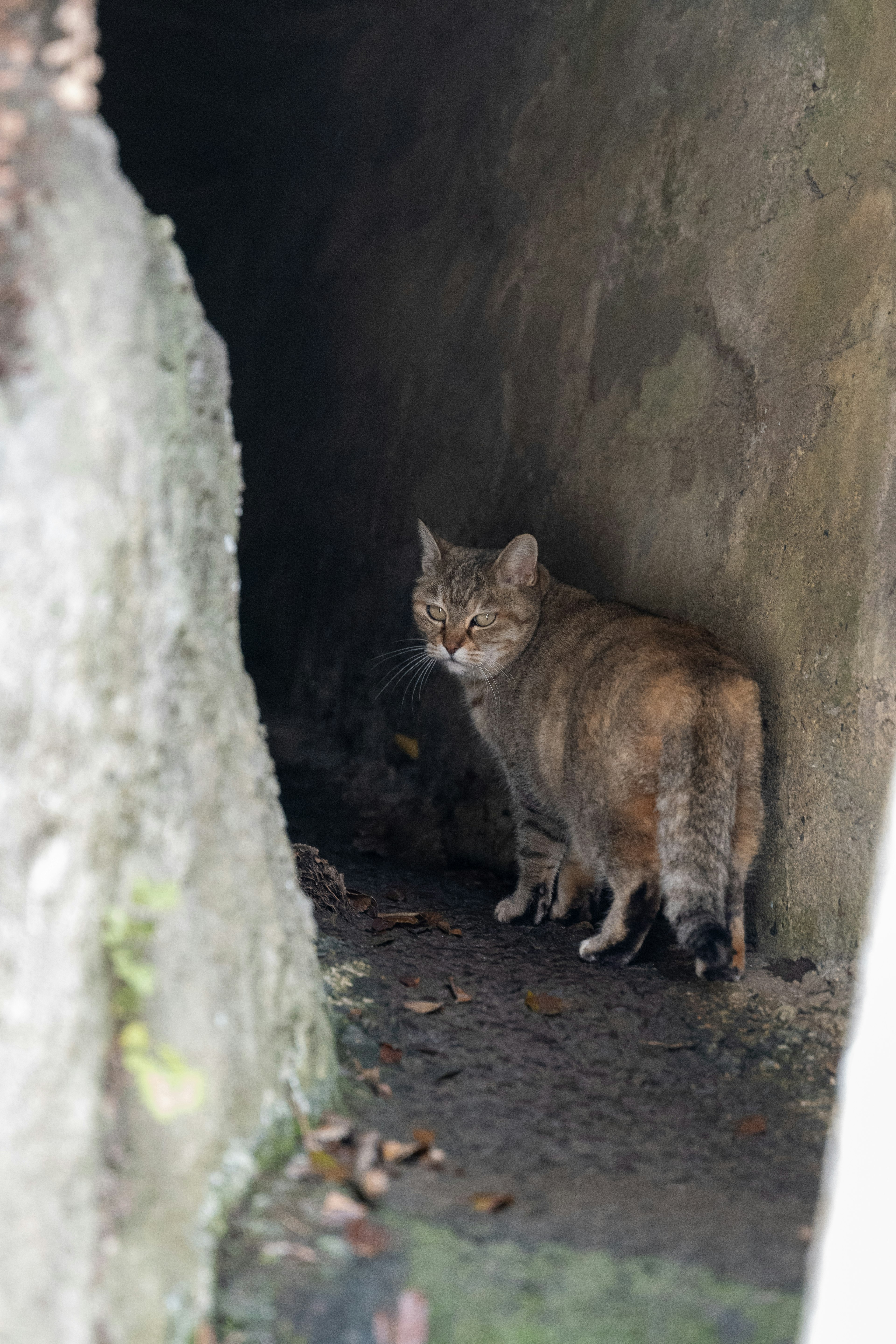 暗い通路にいる野生の猫の姿