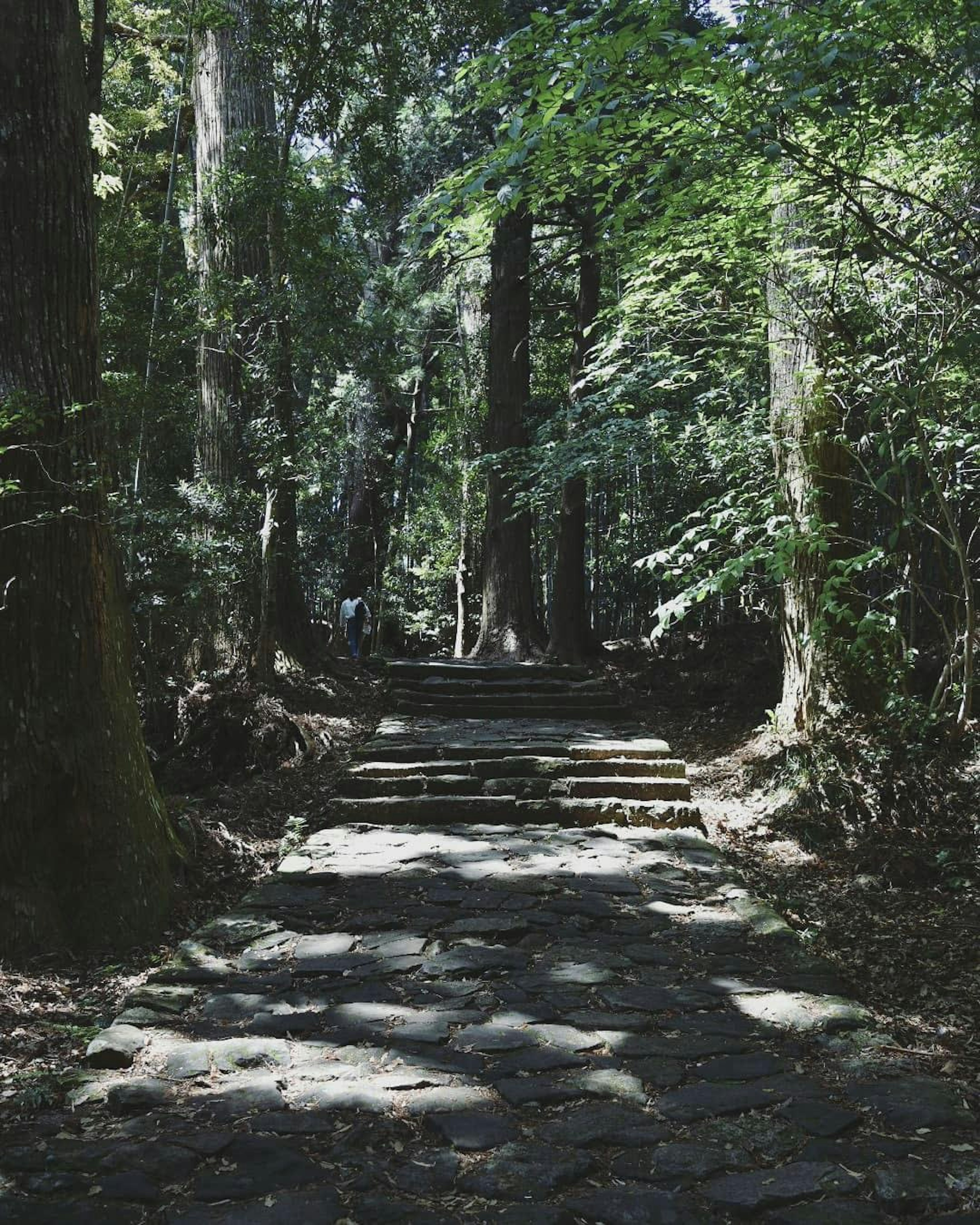 Stone pathway leading through a lush green forest