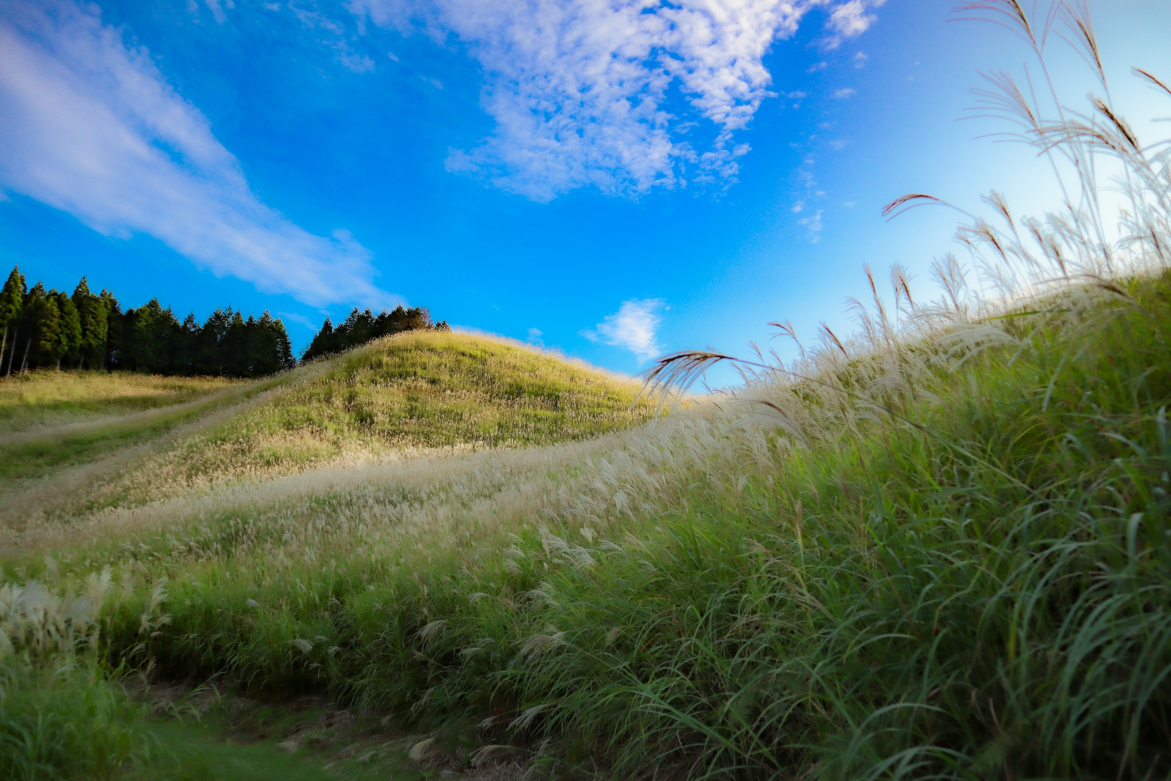 Vue pittoresque de collines ondulantes et d'herbe sous un ciel bleu