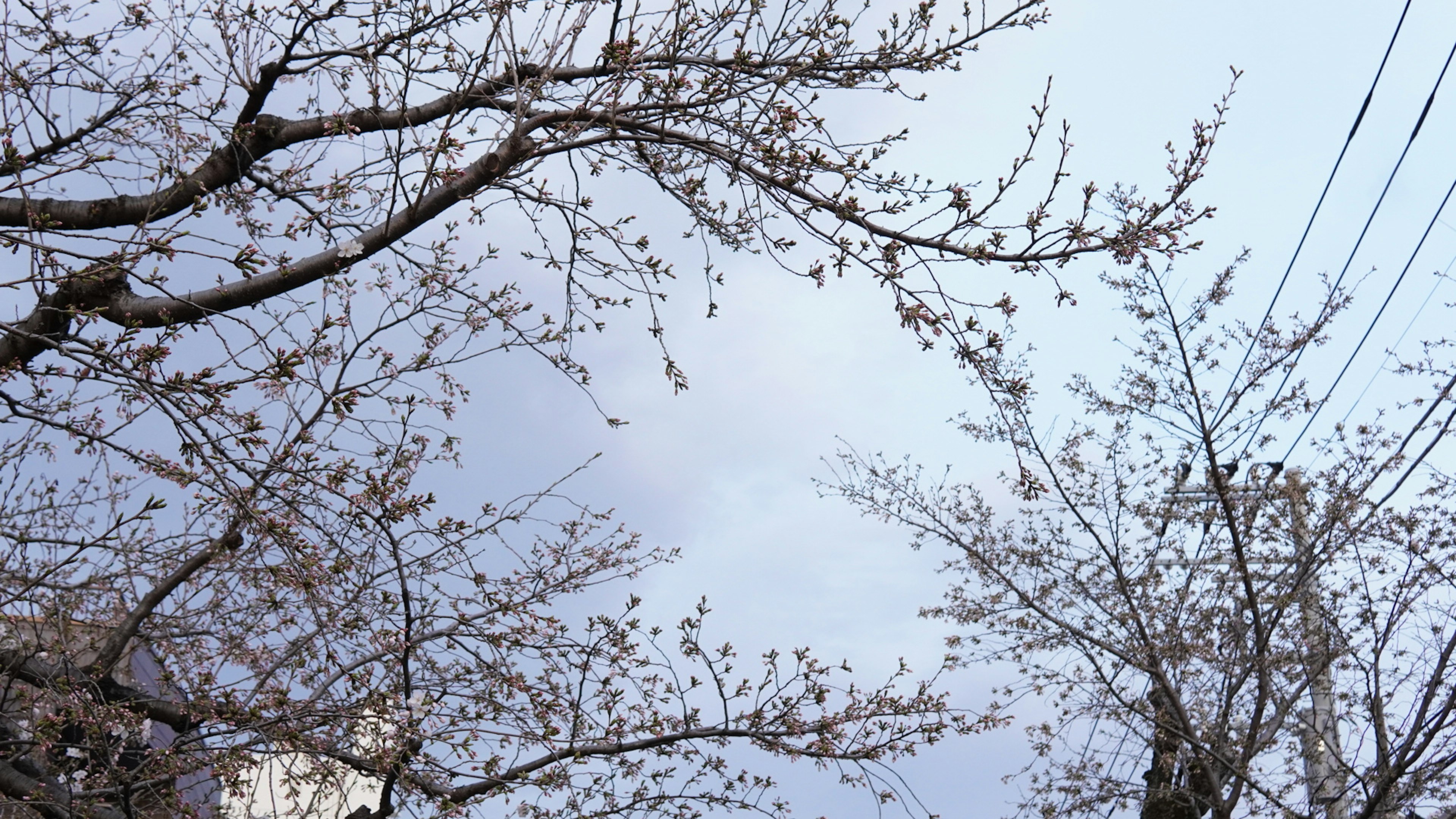 Branches of cherry blossom trees under a blue sky with power lines