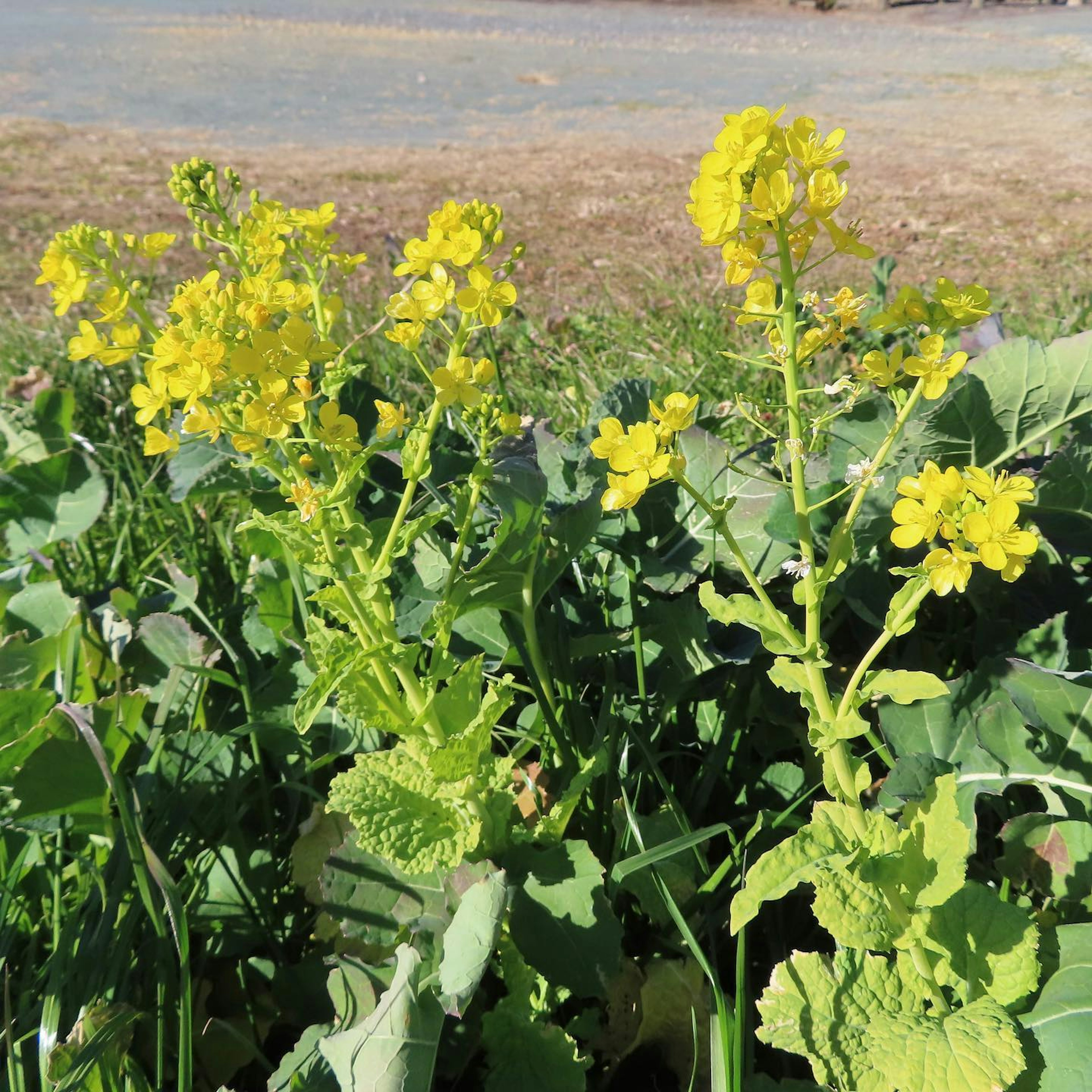 黄色い花を持つ植物が緑の葉の中に育っている