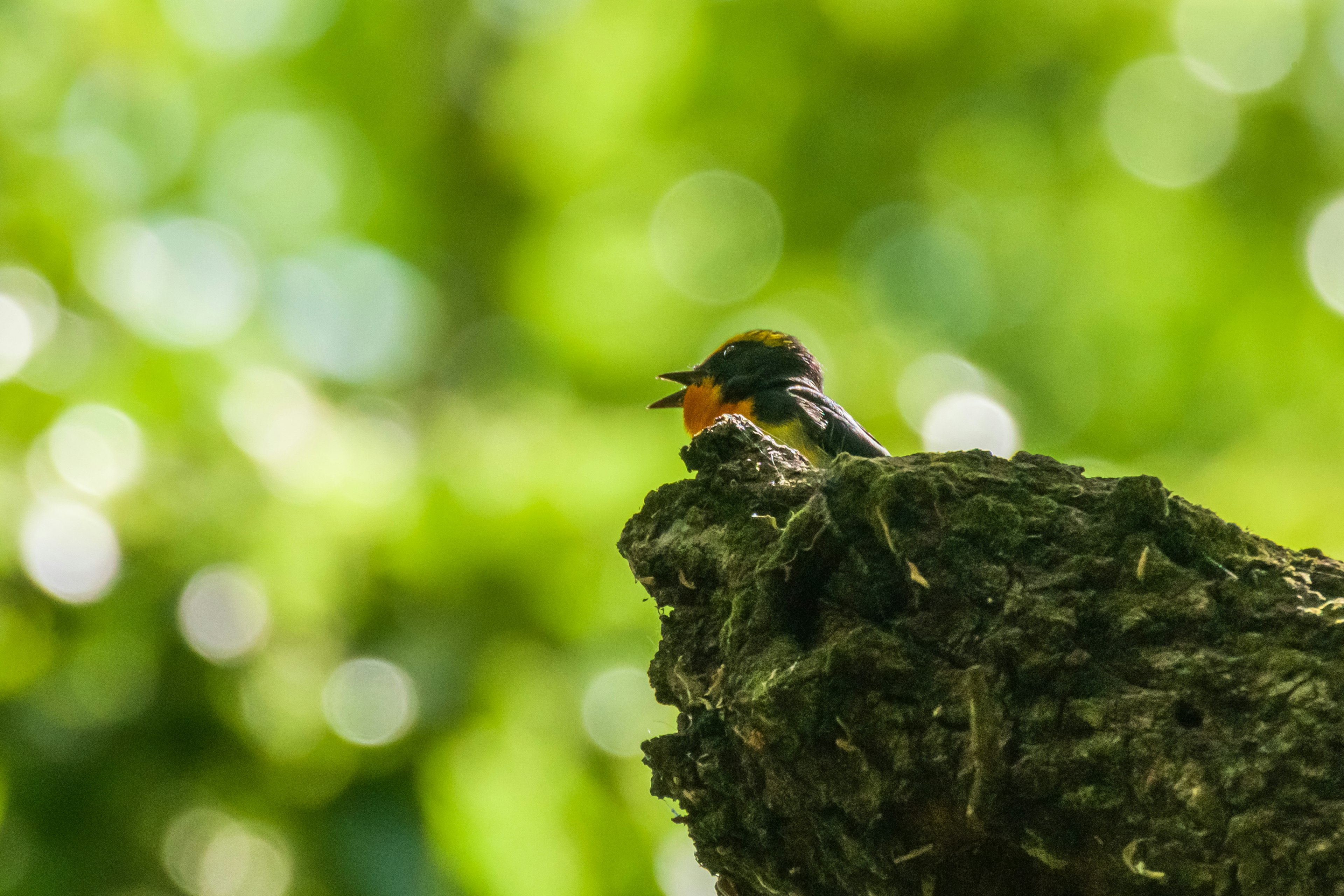 Un petit oiseau perché sur une branche mousseuse avec un arrière-plan vert flou