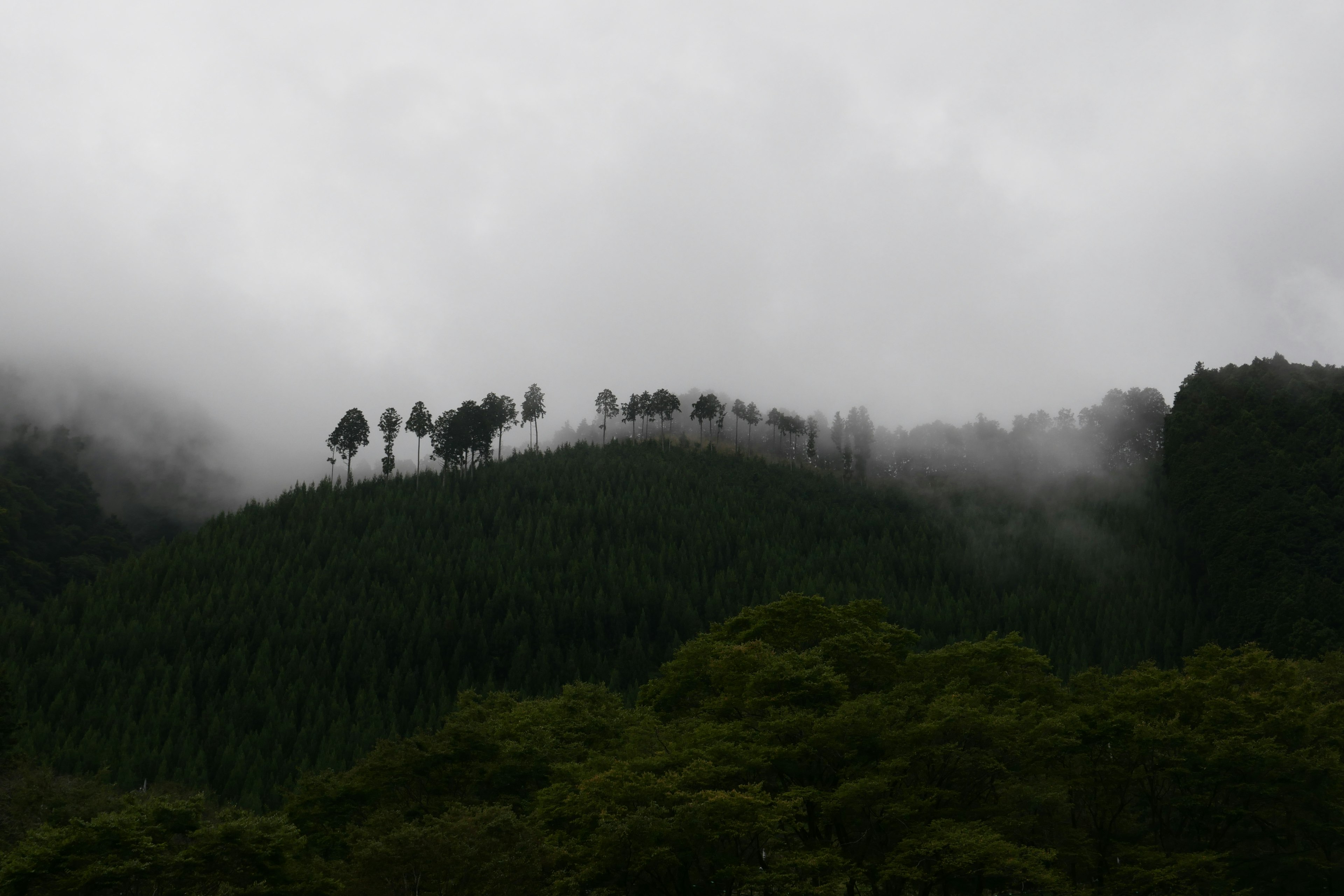 霧に包まれた山の頂に立つ木々のシルエット