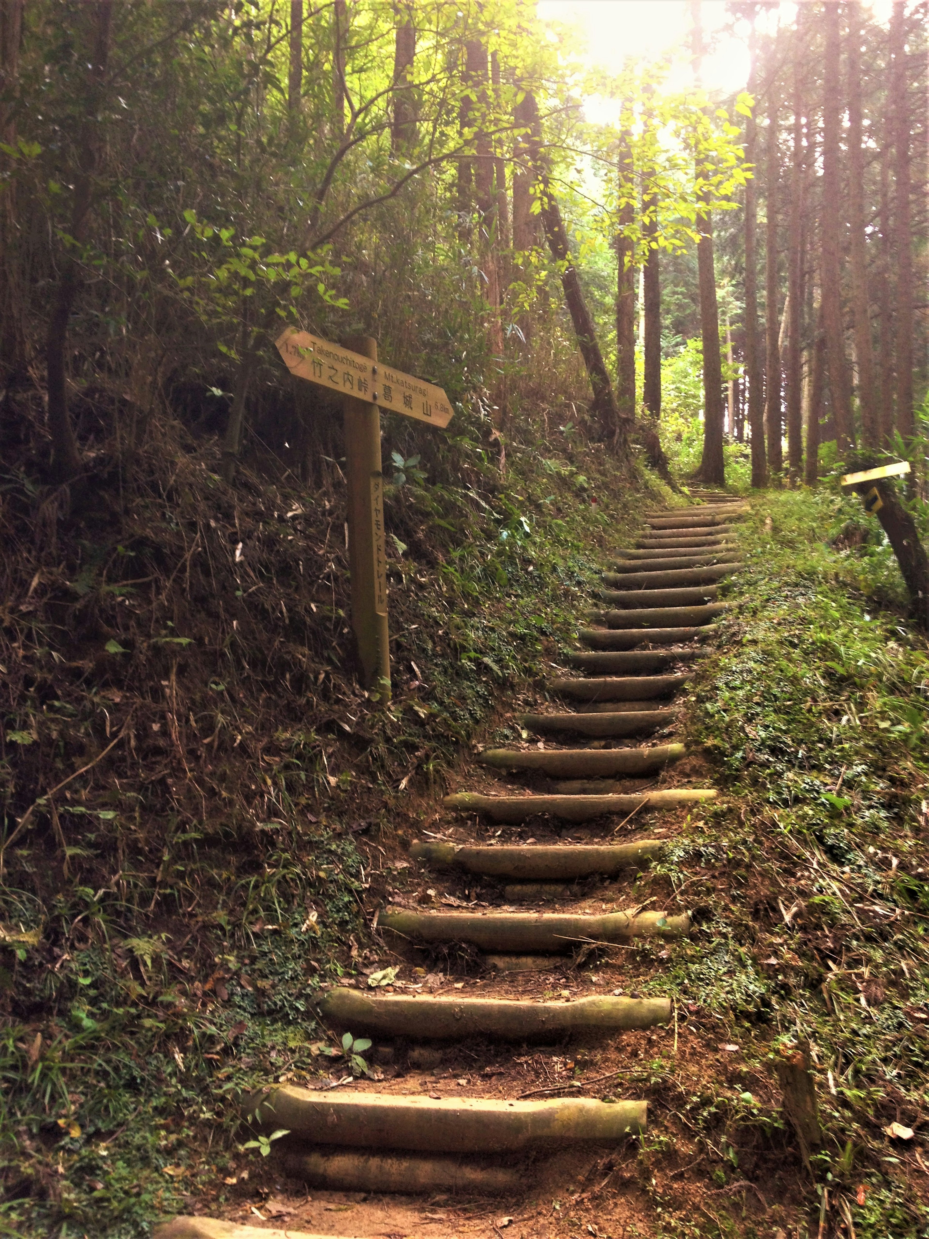 Wooden steps leading up through a forest with a sign