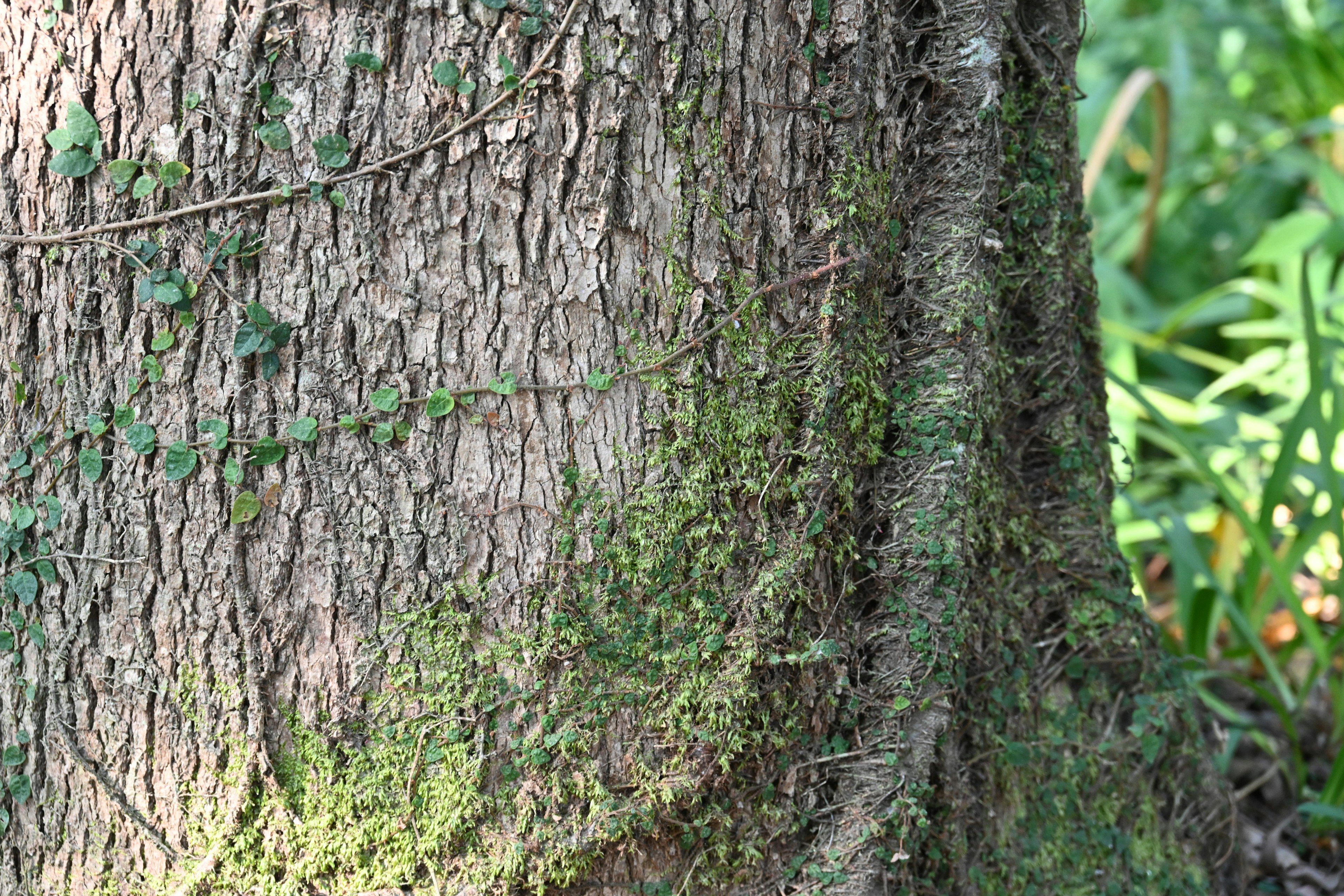 Vue détaillée d'un tronc d'arbre recouvert de plantes vertes et de mousse