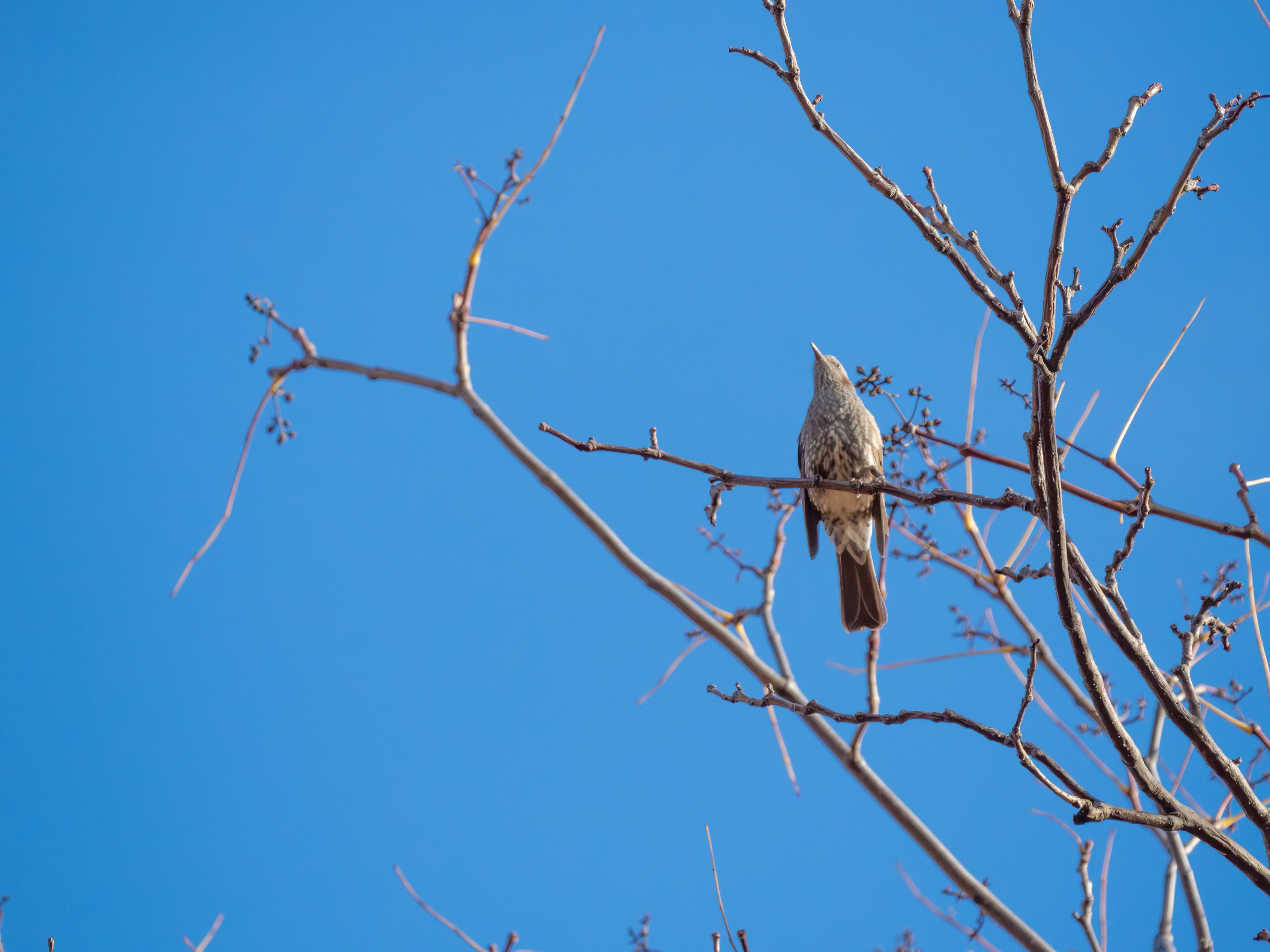 青空の下に細い枝に止まっている鳥