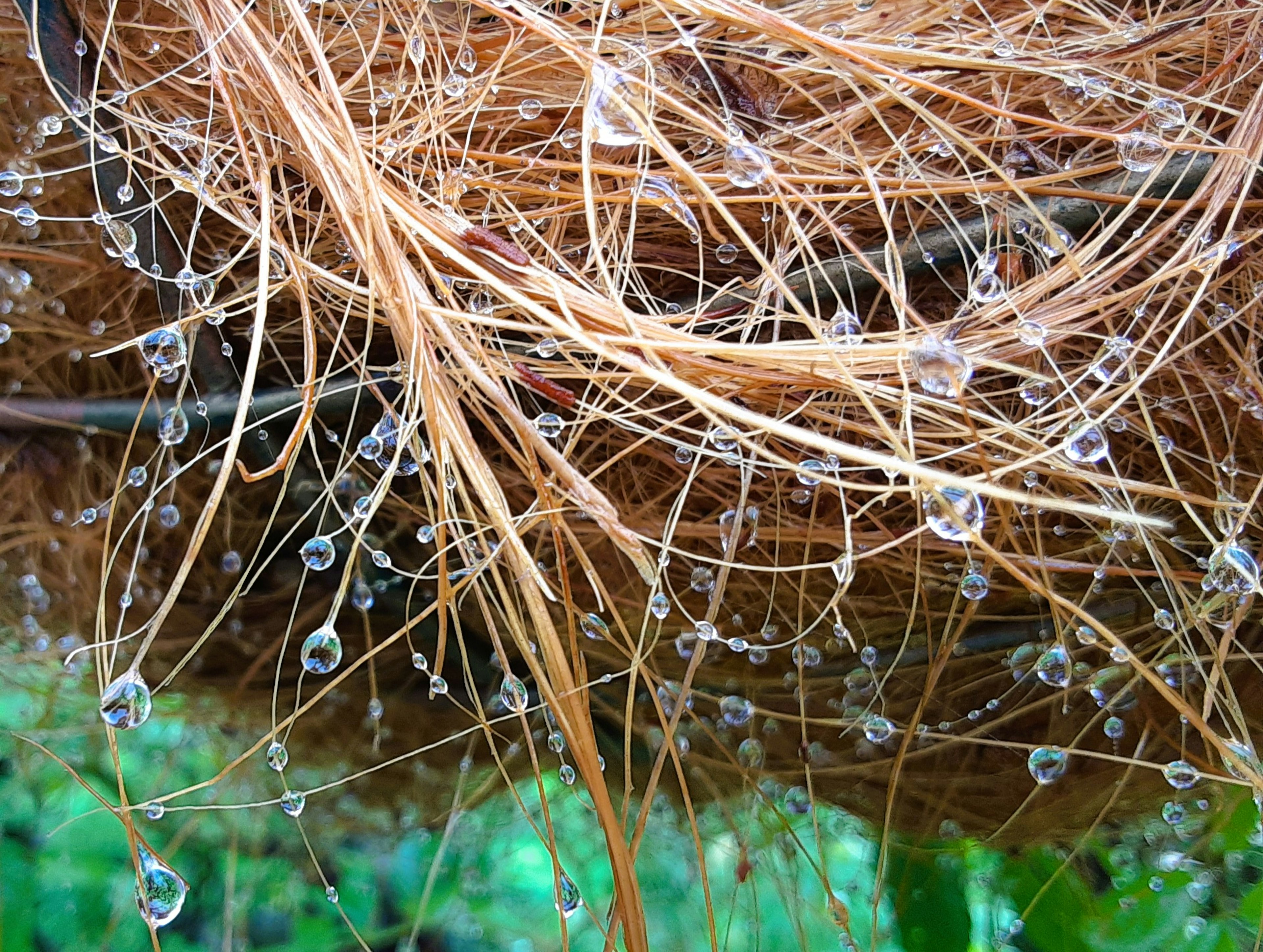 Close-up tumpukan rumput kering dengan tetesan air