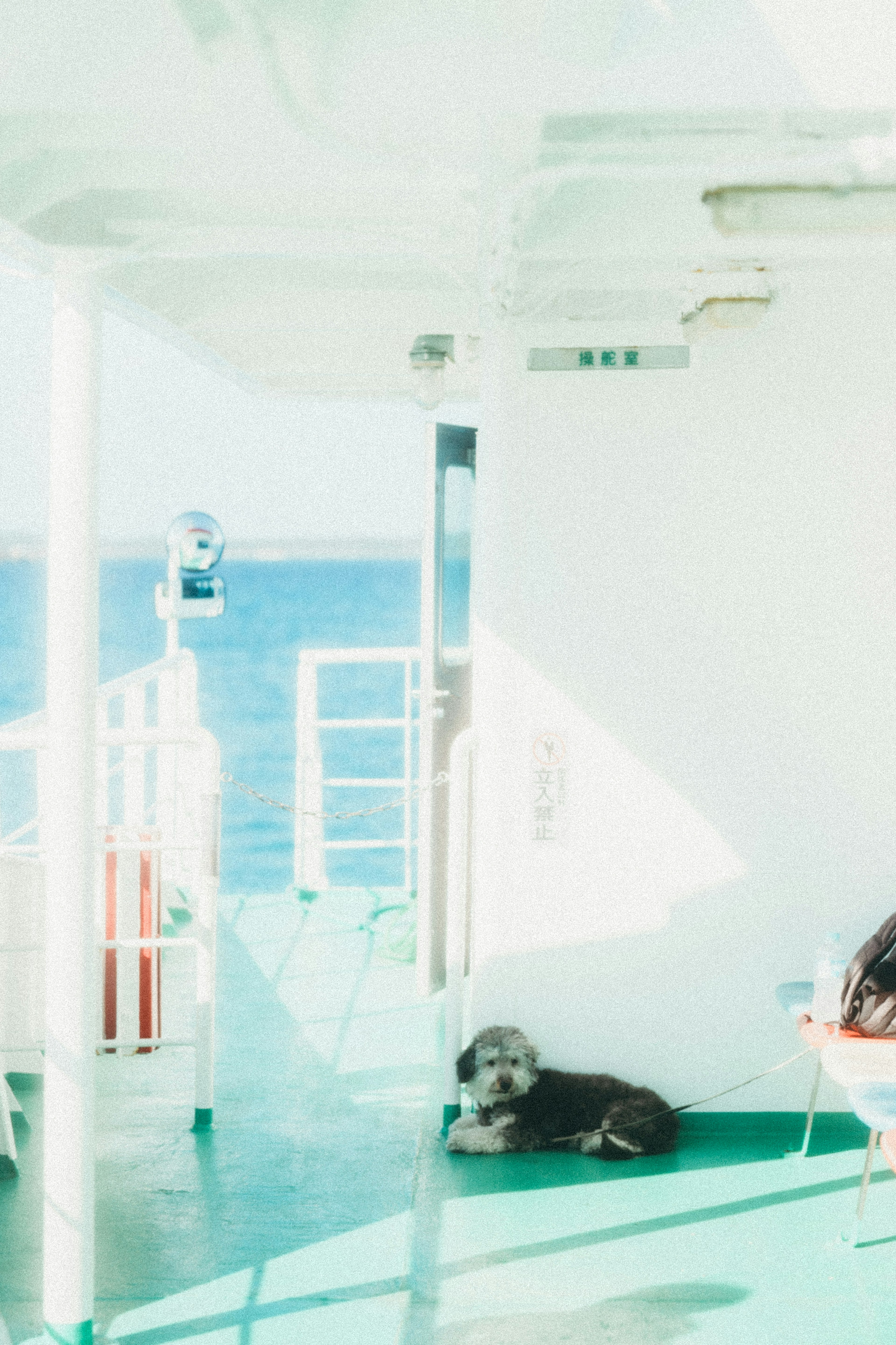 Un chien se reposant sur le pont d'un ferry avec vue sur la mer bleue